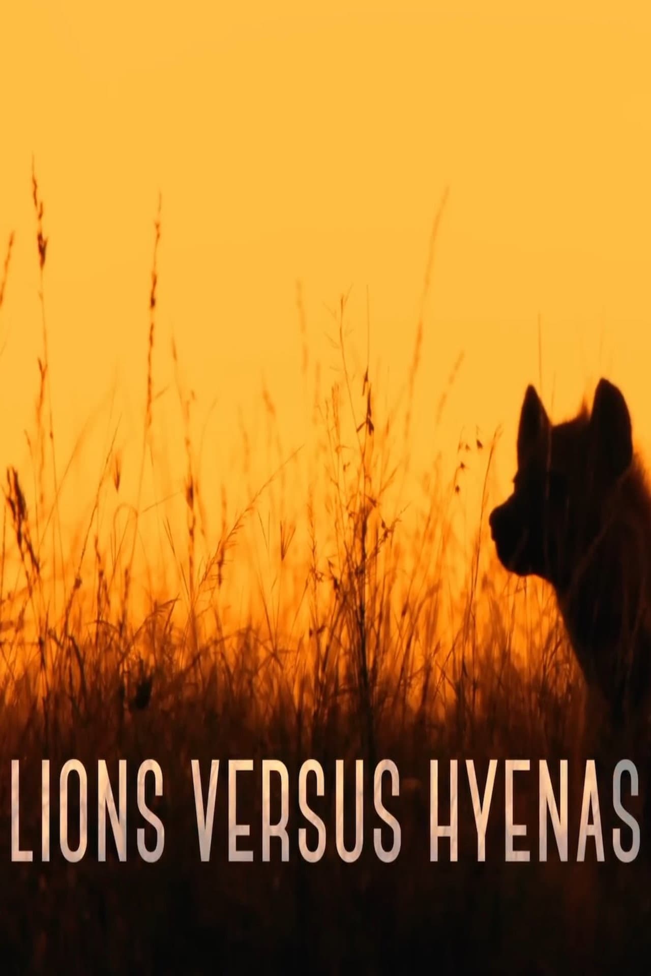 Lions versus Hyenas preview 1