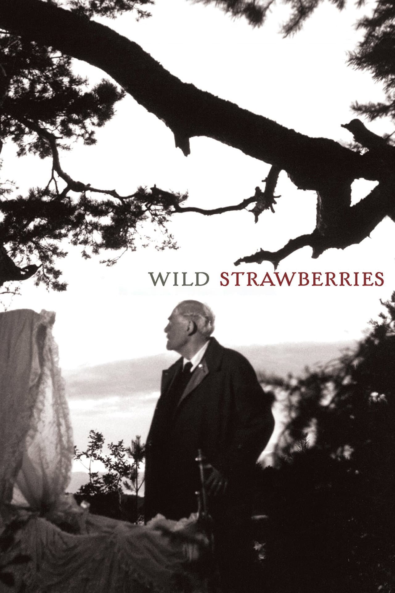 Wild Strawberries preview 2