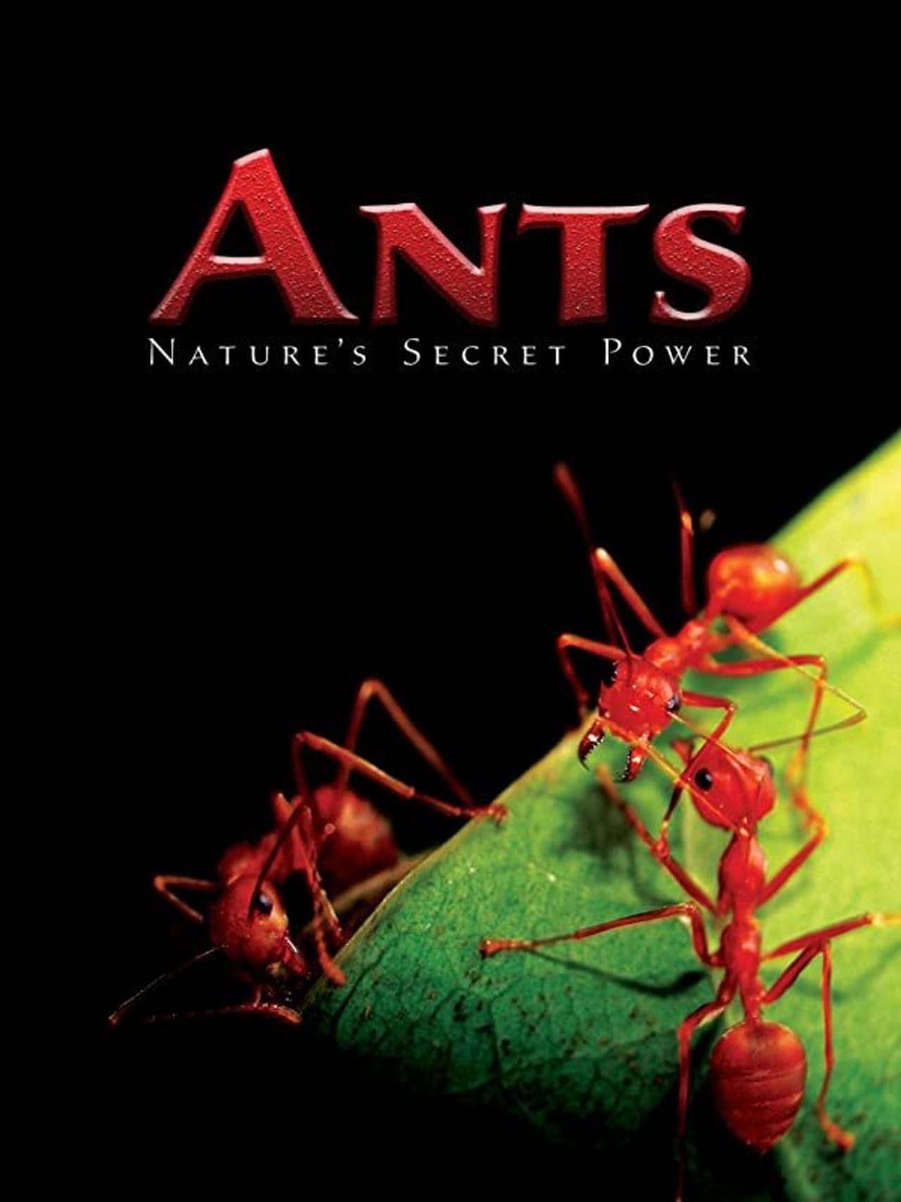 Ants - Nature's Secret Power preview 2