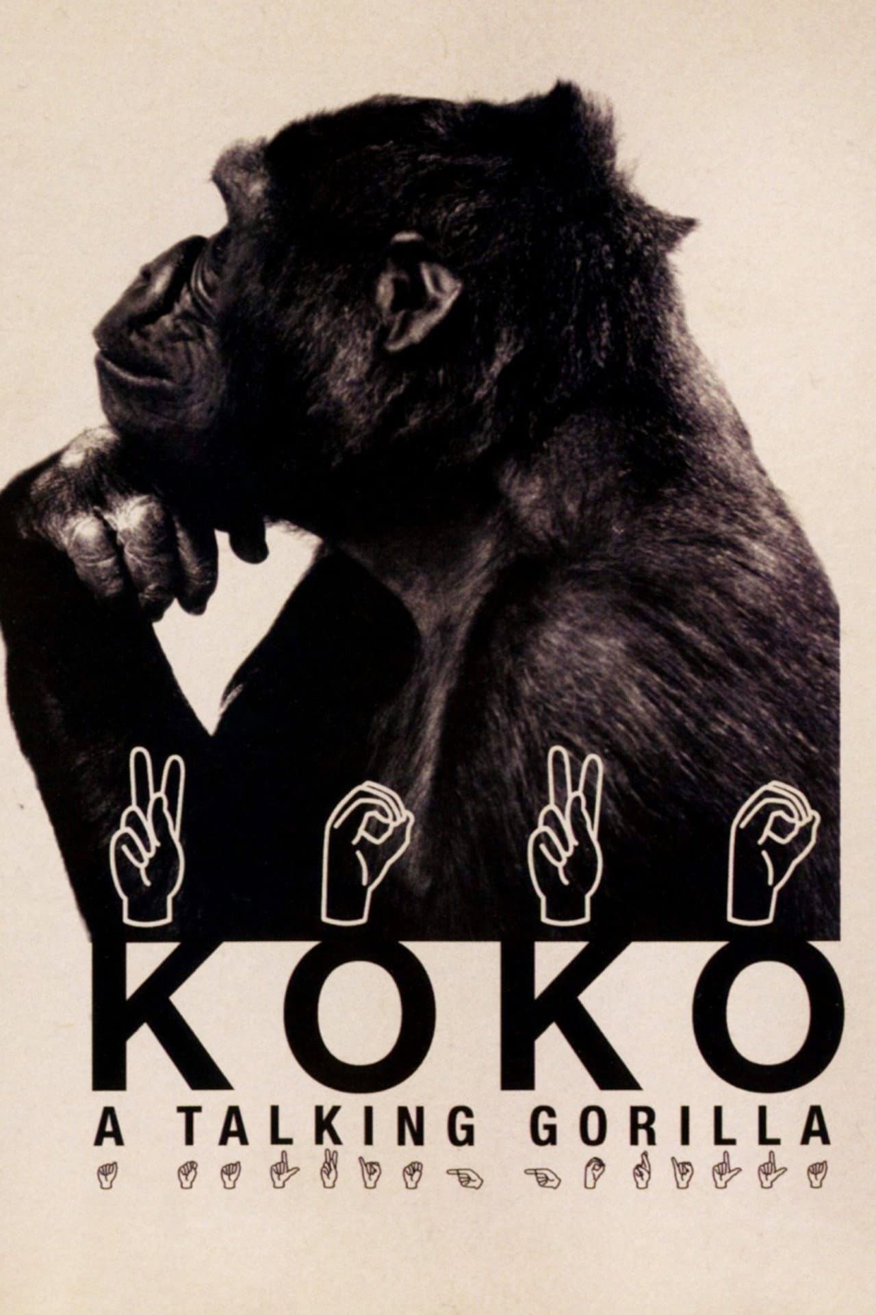 Koko: A Talking Gorilla preview 2