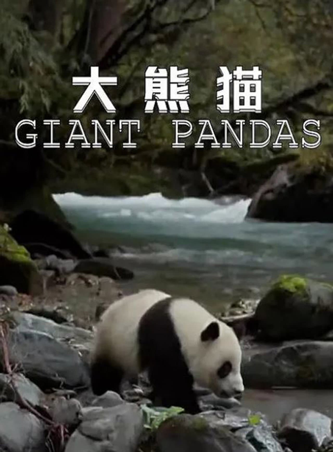 大熊猫 preview 2