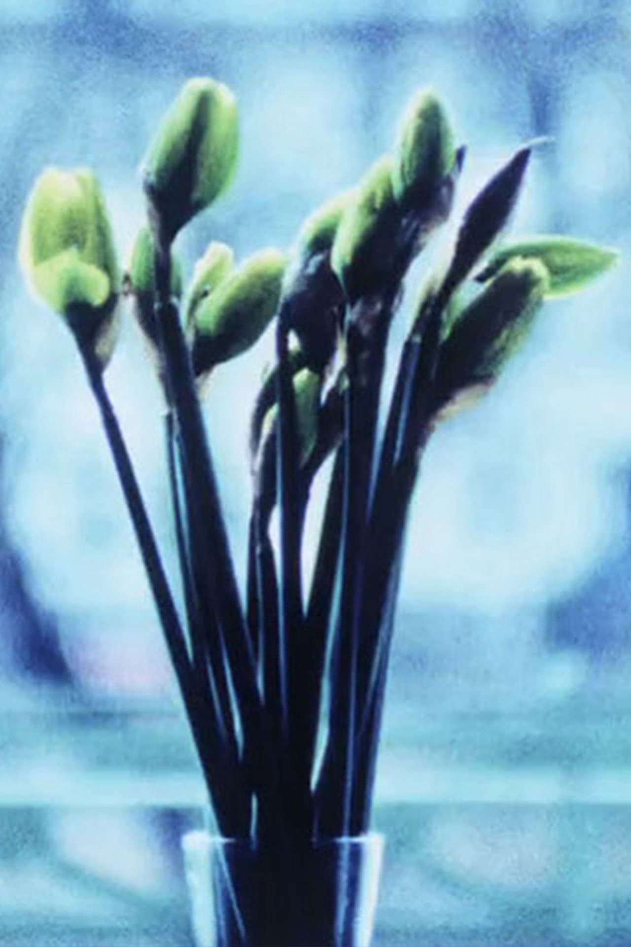 Narcissi preview 1