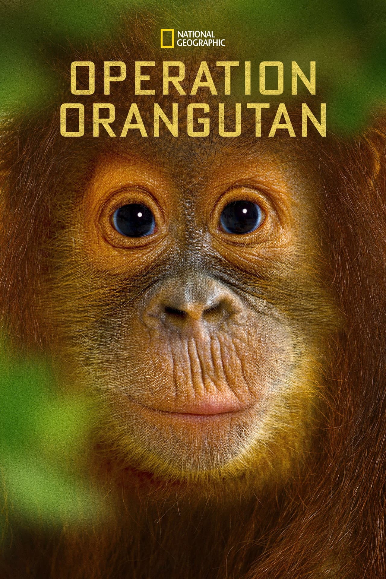 Operation Orangutan preview 2