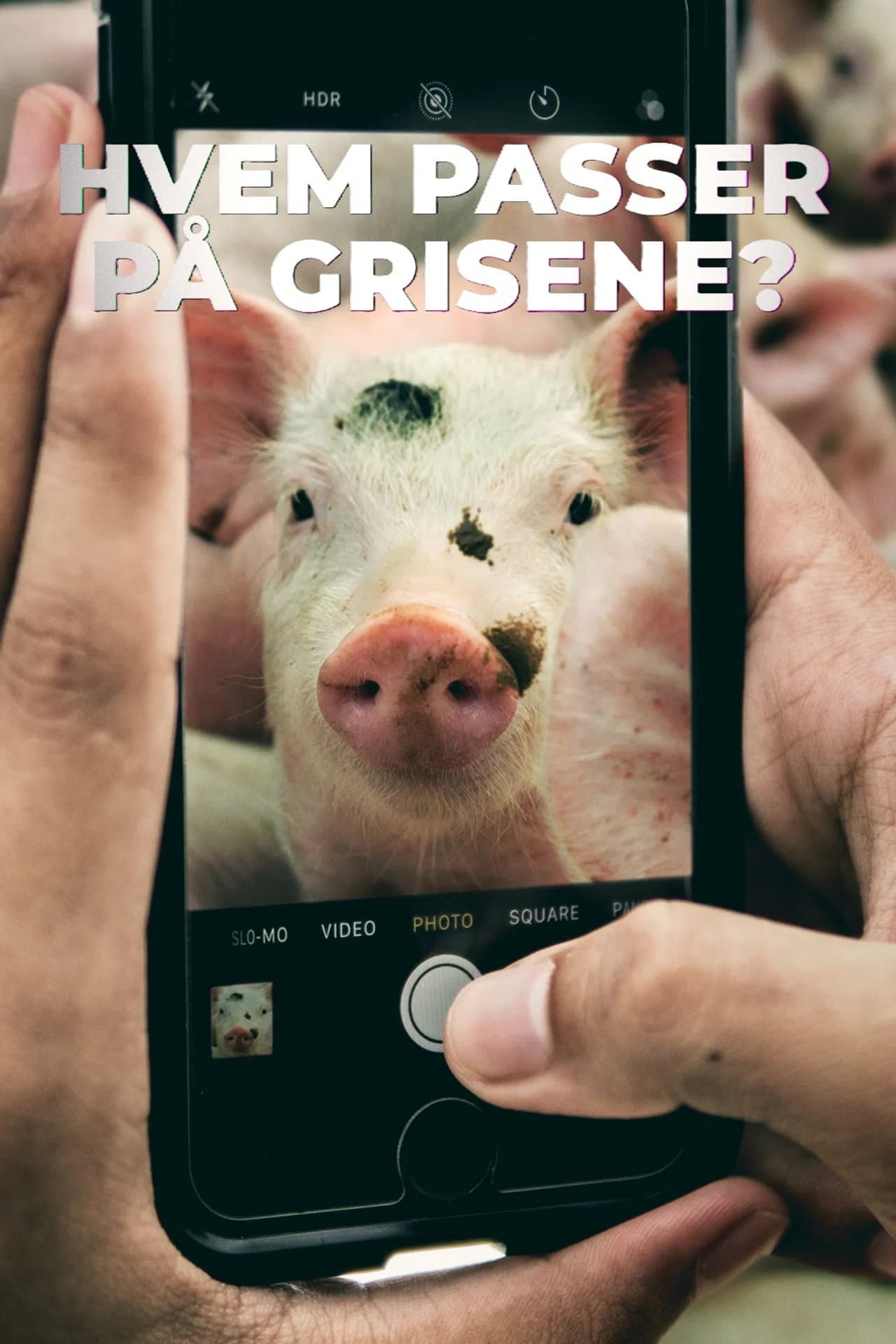 Hvem passer på grisene? preview 2
