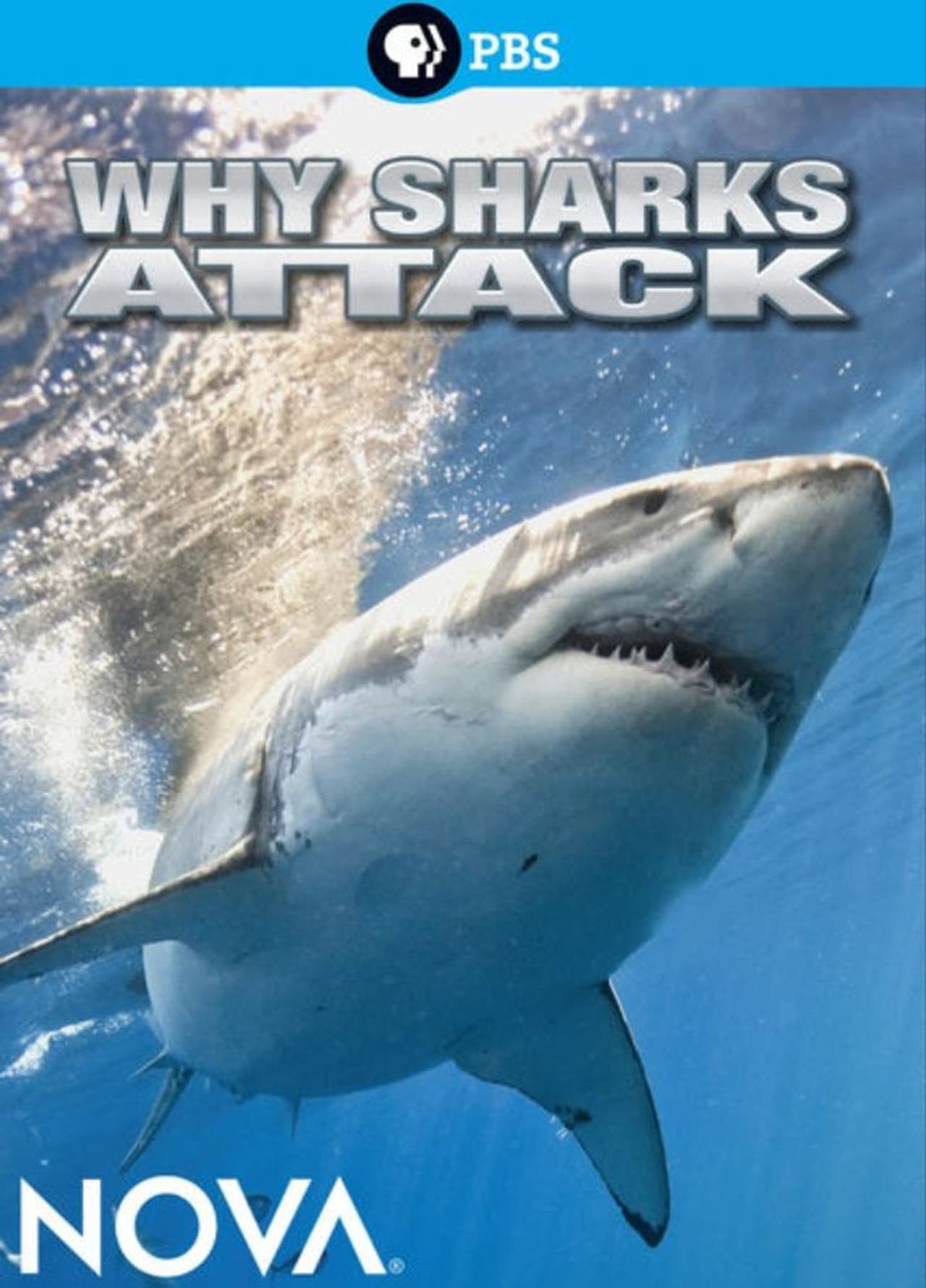 Why Sharks Attack preview 1