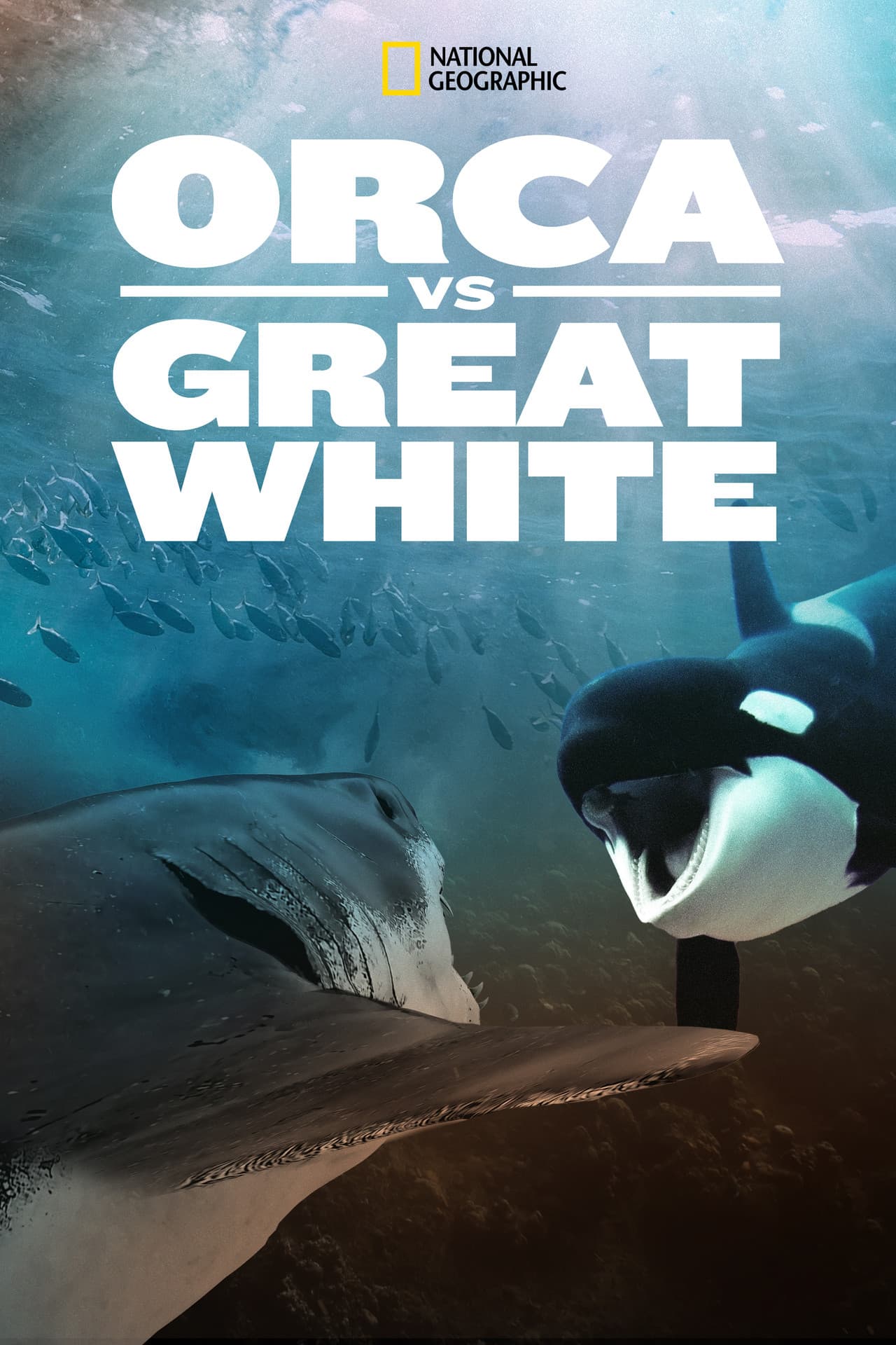 Orca Vs. Great White preview 2