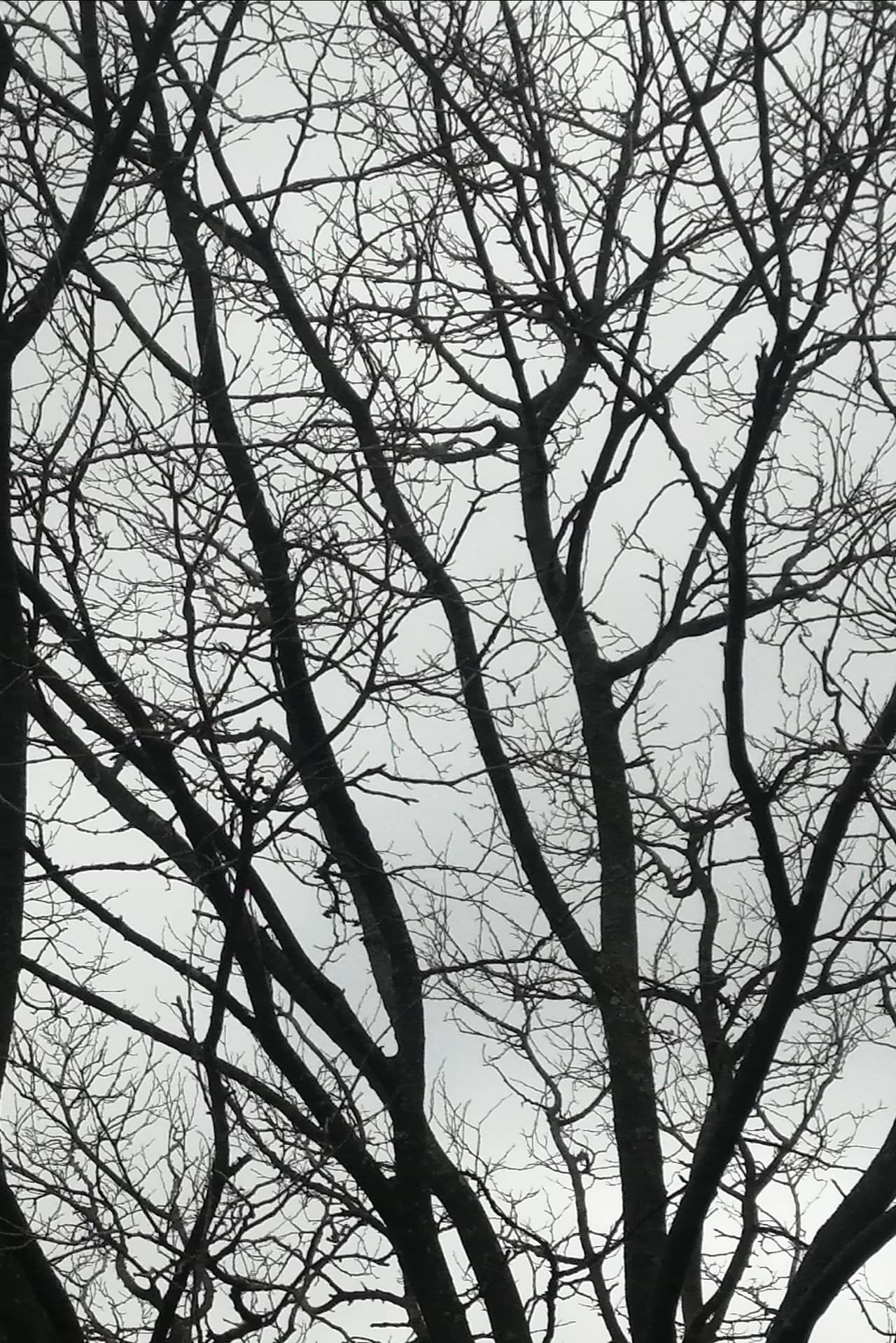 Tree Limbs preview 1
