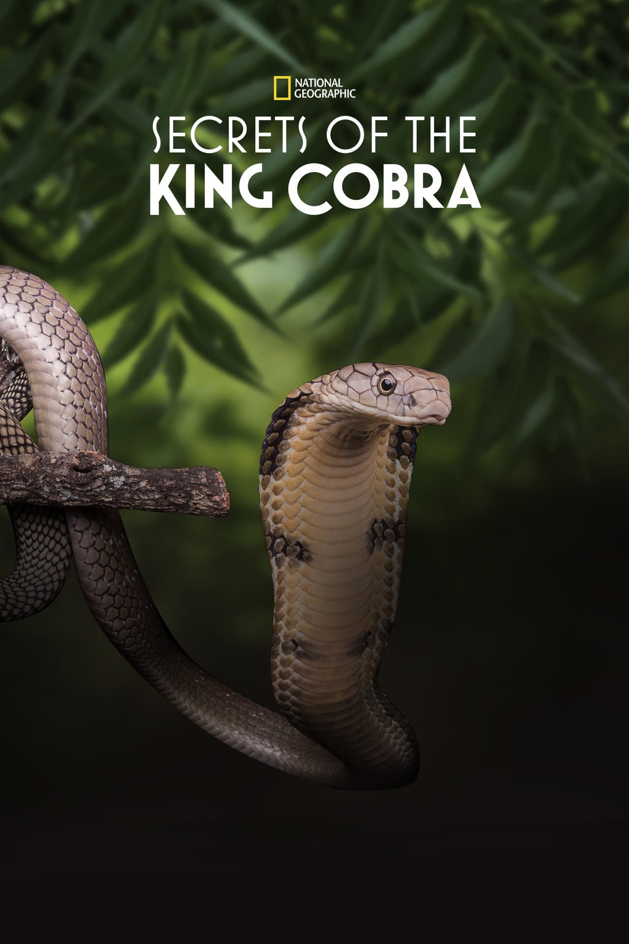 Secrets of the King Cobra preview 2