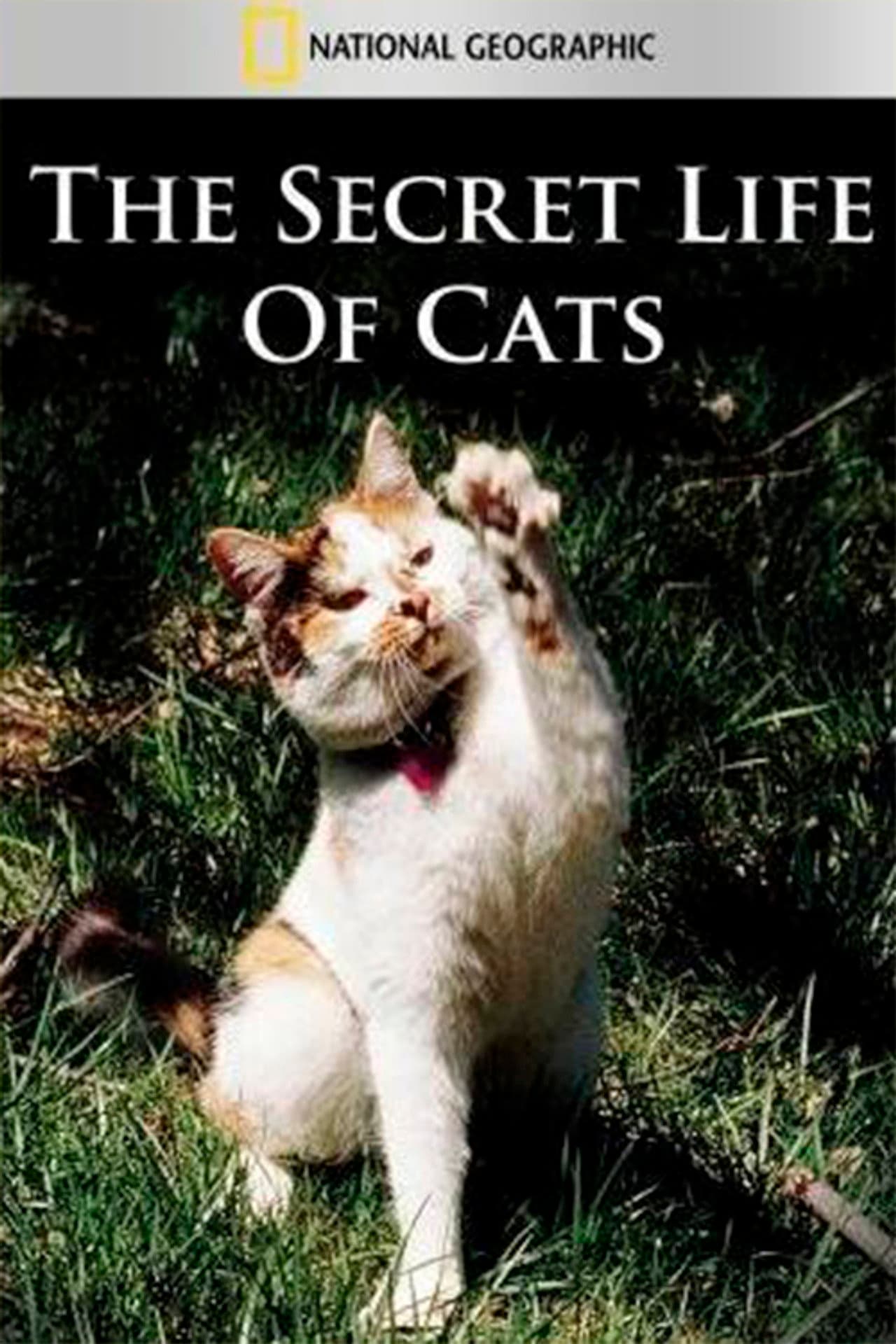 The Secret Life of Cats preview 2