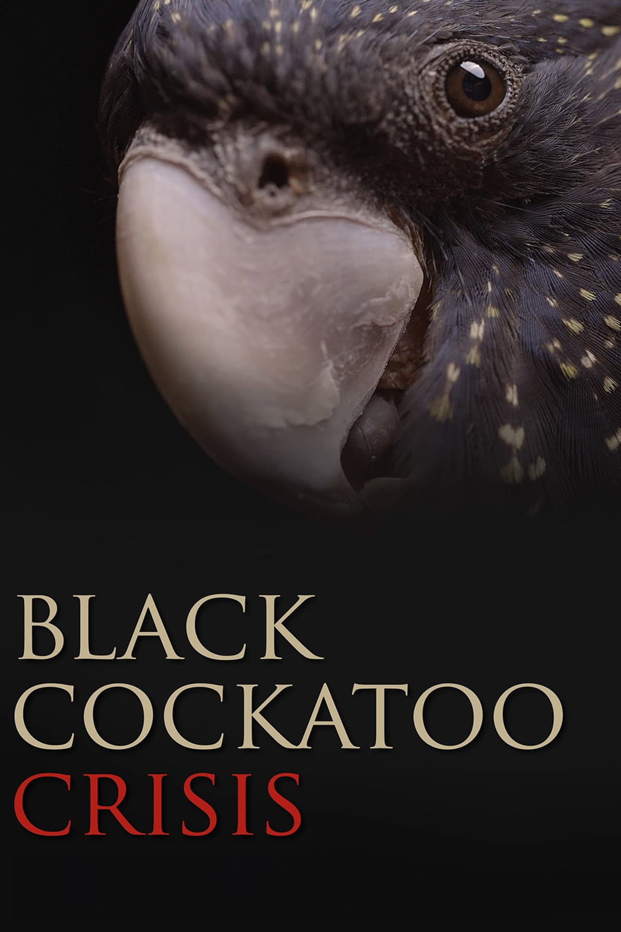Black Cockatoo Crisis preview 1
