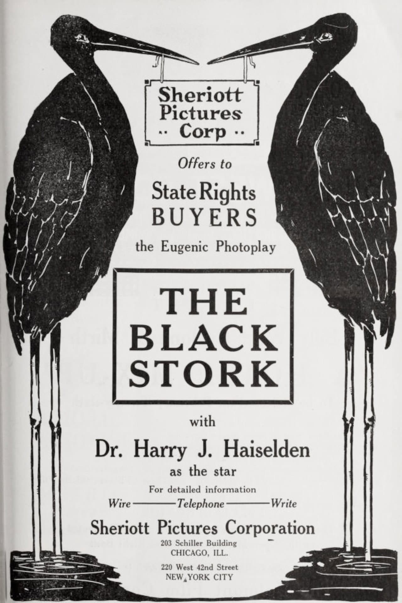 The Black Stork preview 1