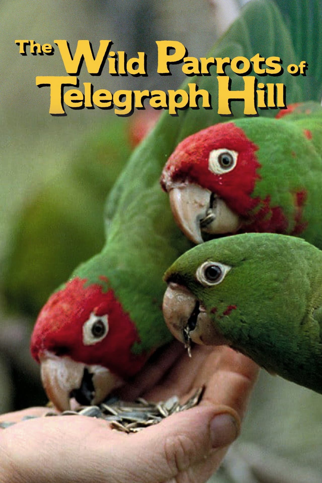 The Wild Parrots of Telegraph Hill preview 2