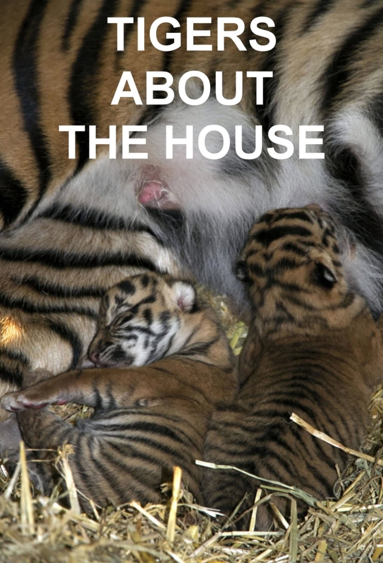 Tigers About the House preview 2