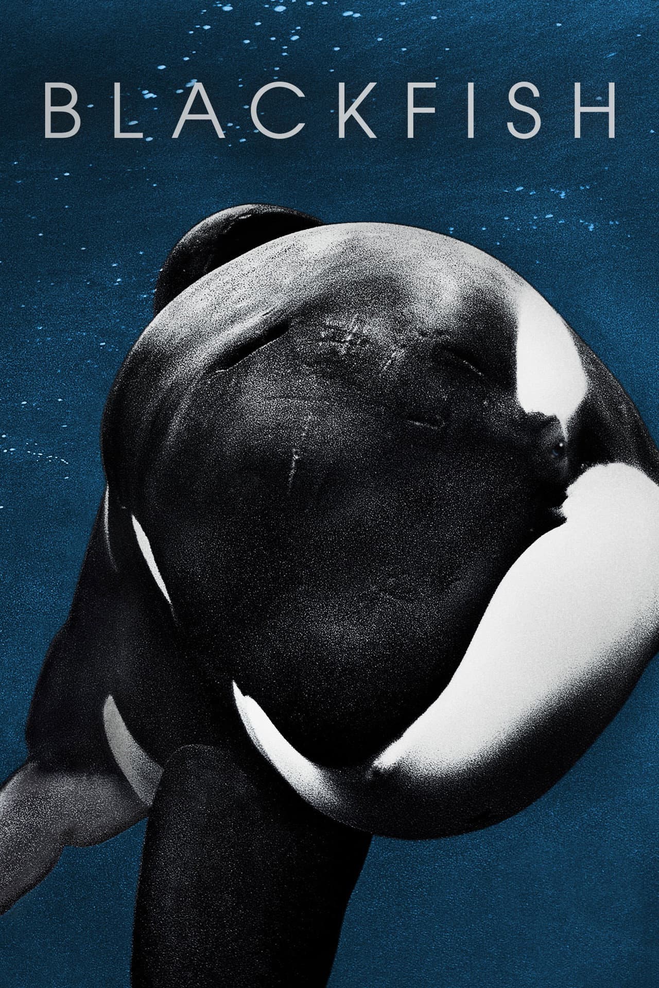 Blackfish preview 2