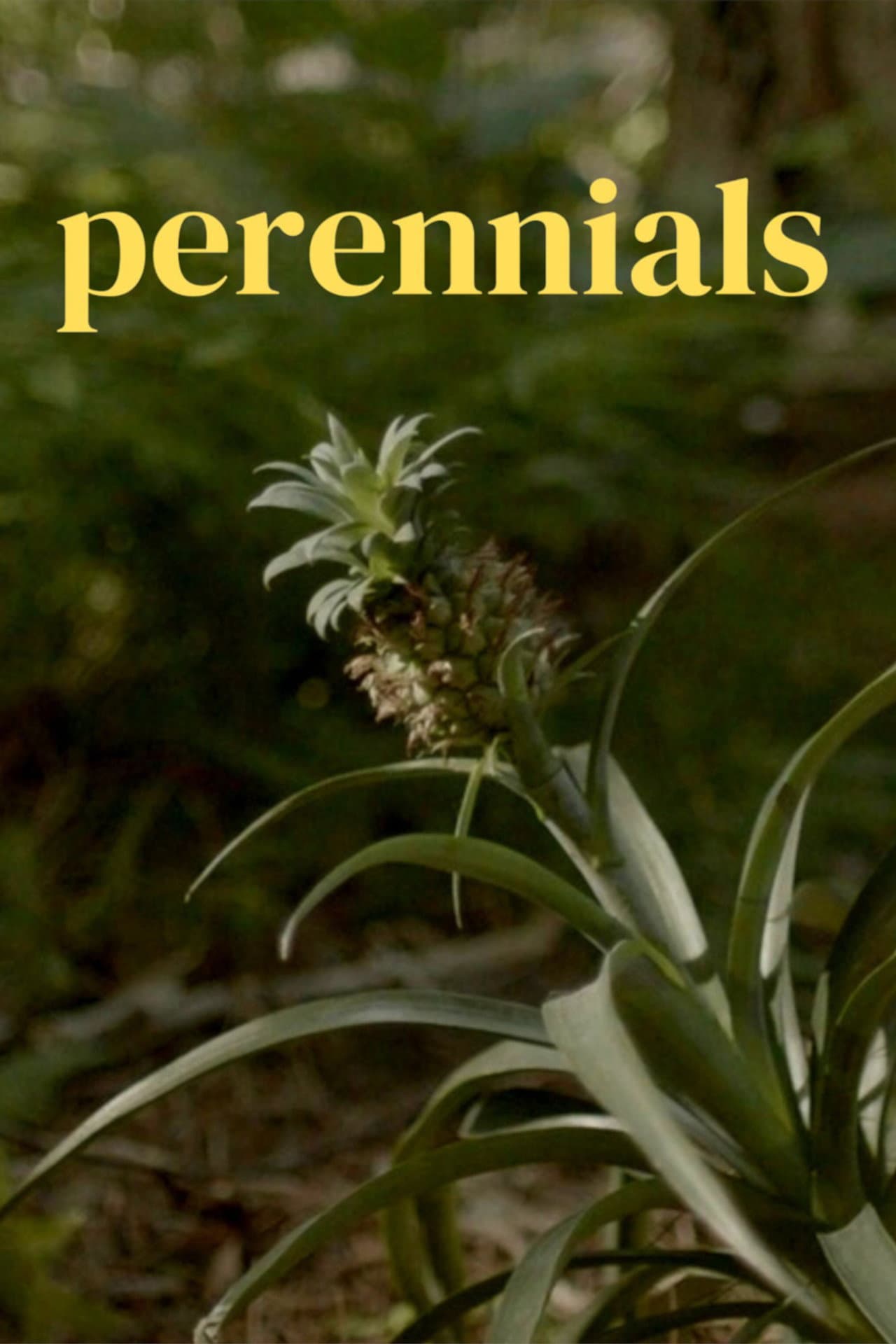 perennials preview 1