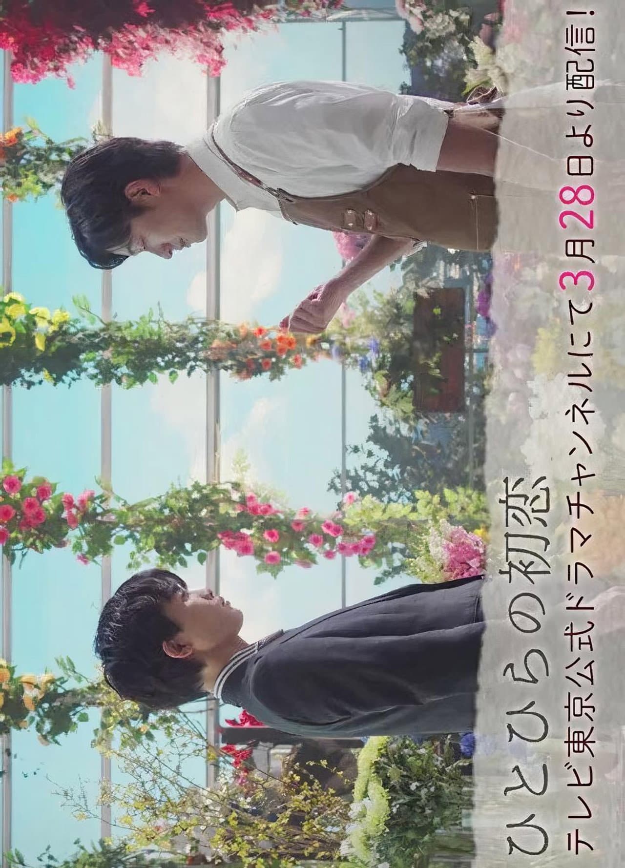 Hitohira's First Love preview 2