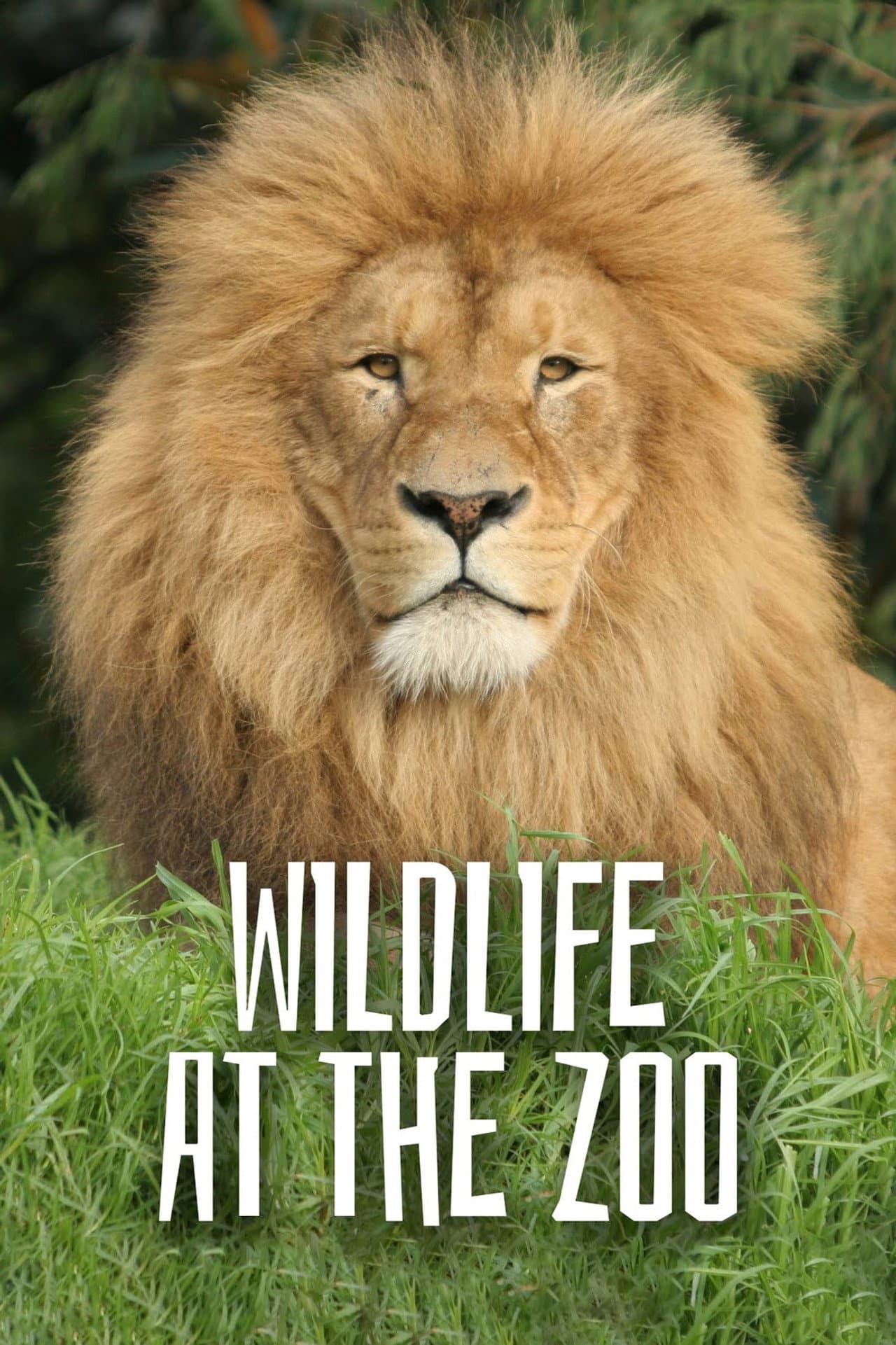 Wild Life At The Zoo preview 2