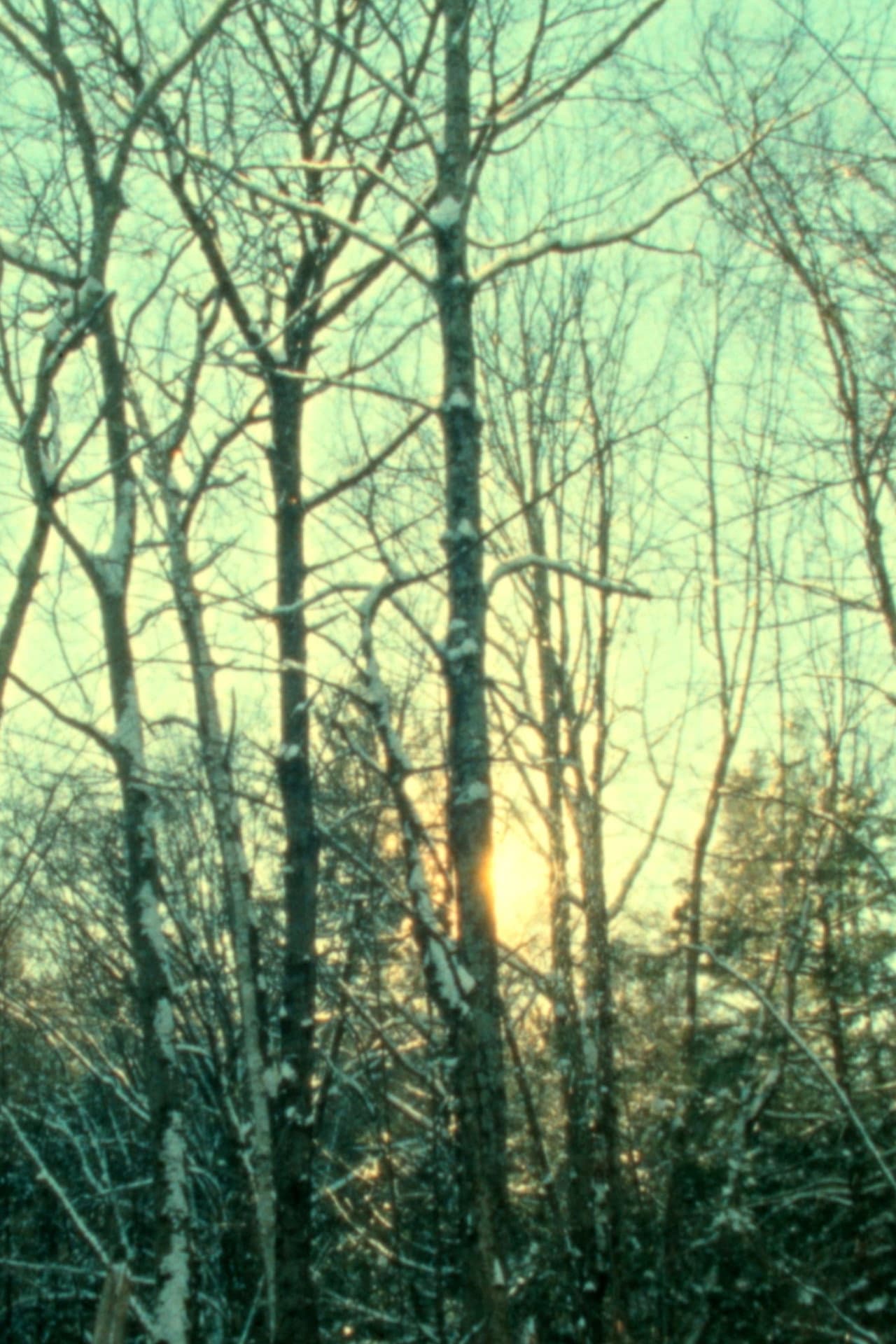 Winter Light preview 2