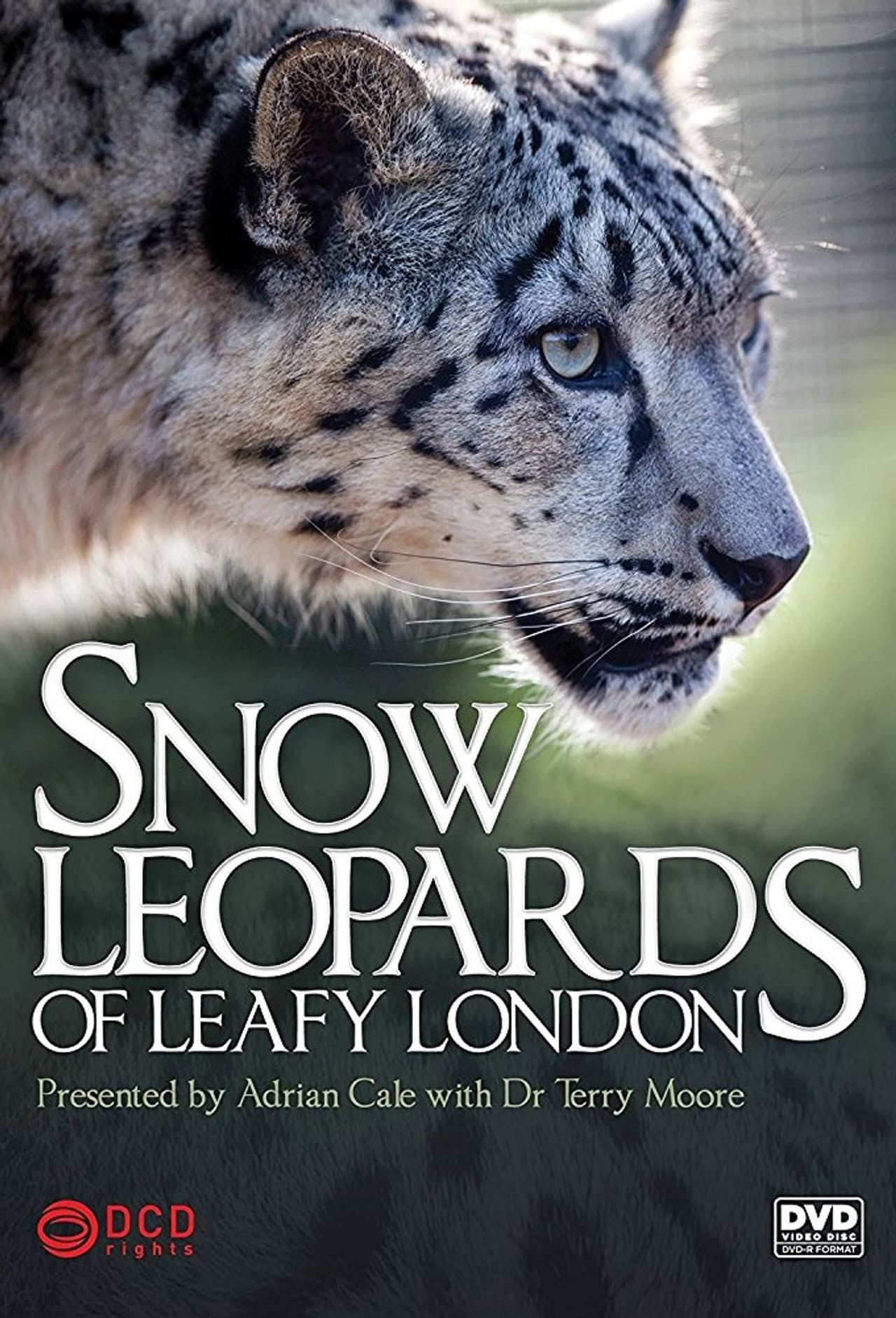 Snow Leopards of Leafy London preview 2