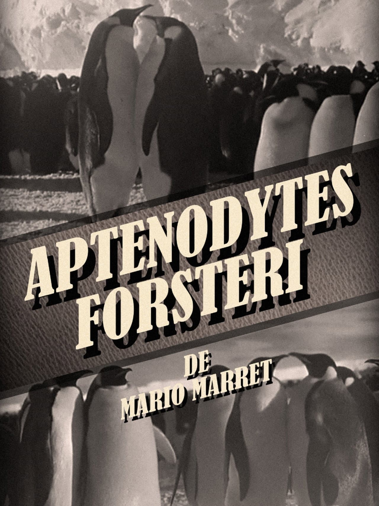 Aptenodytes Forsteri preview 1