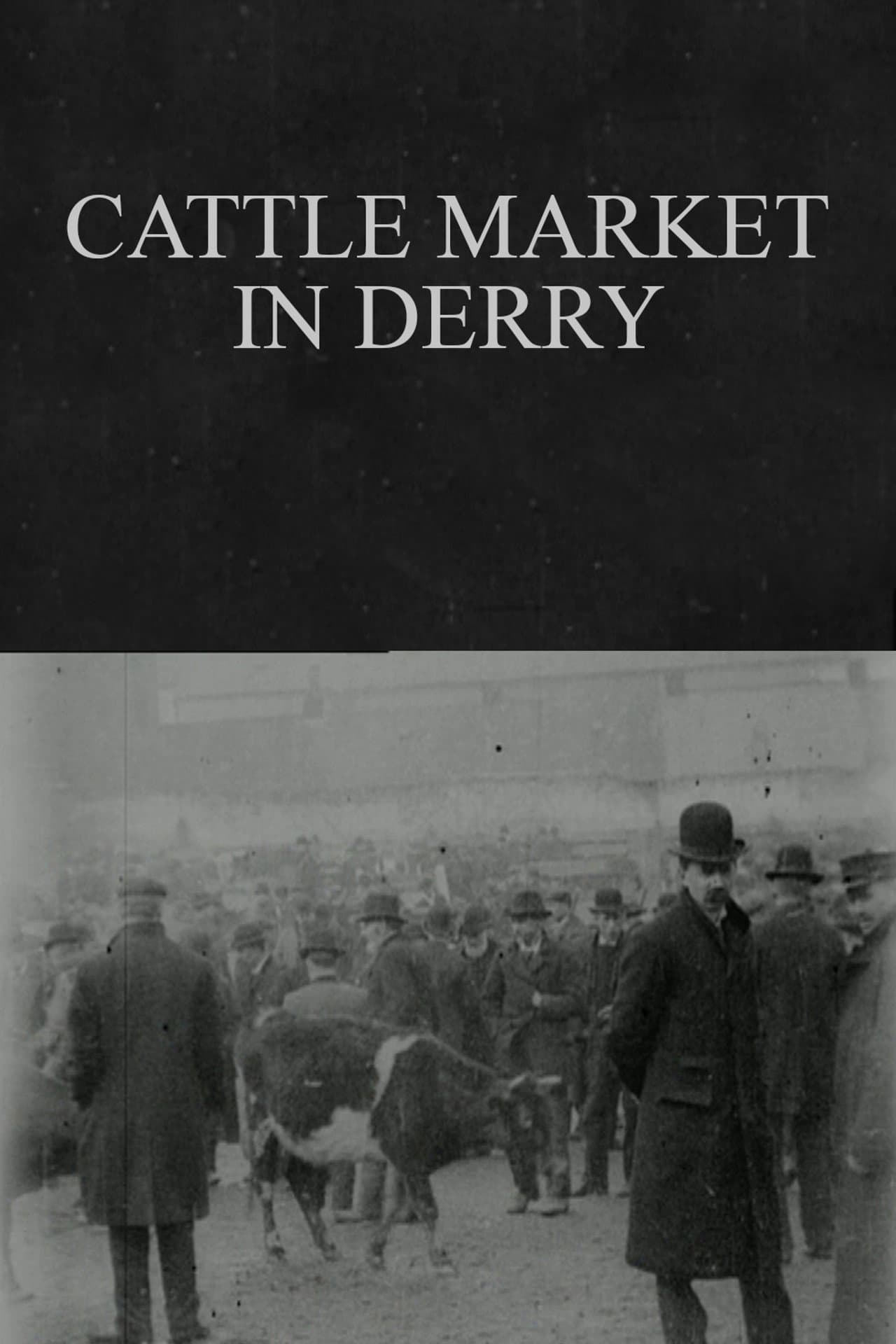 Cattle Market in Derry preview 2