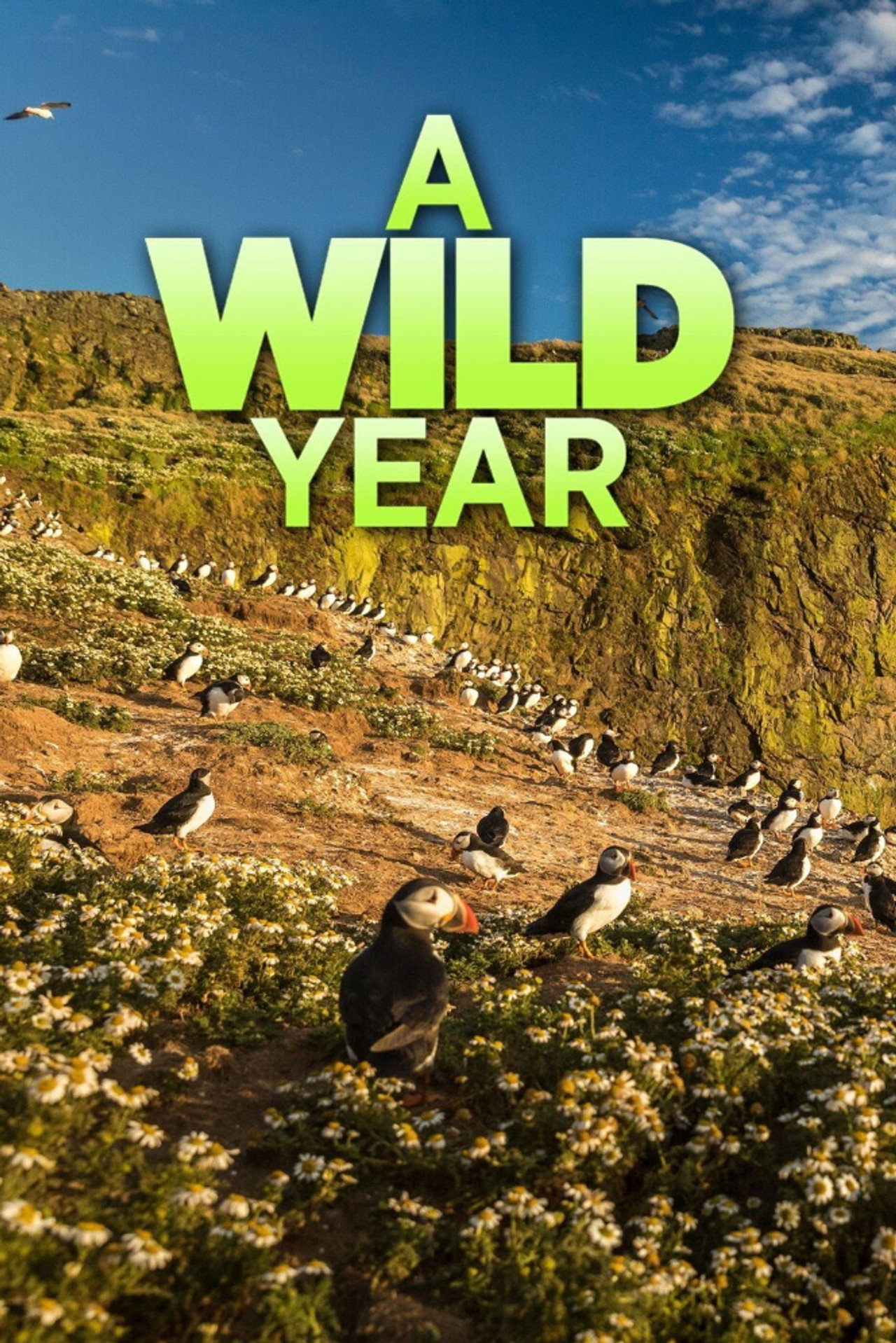 A Wild Year preview 2
