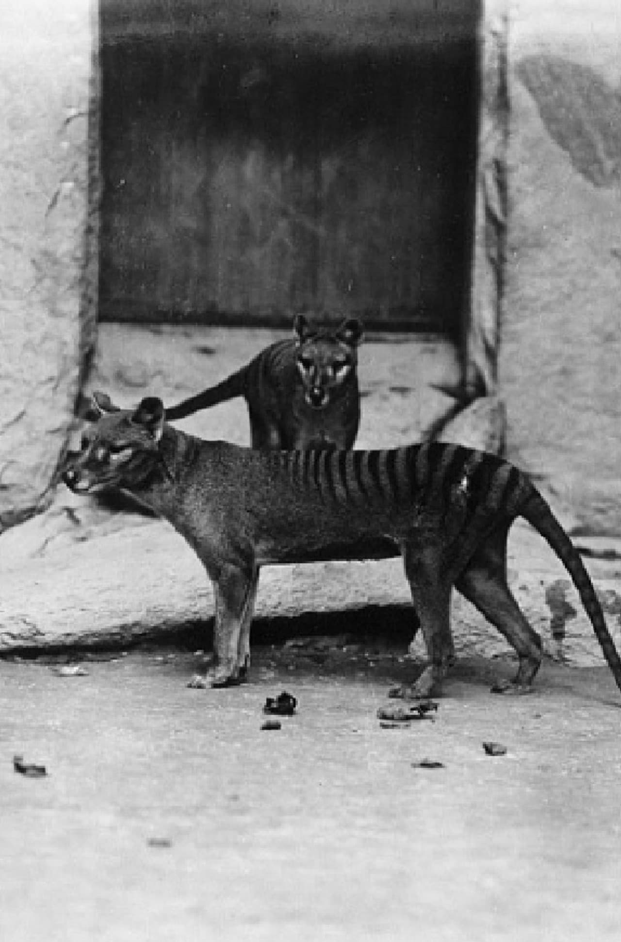 Thylacine Film preview 1