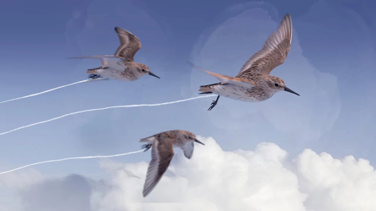Flyways: the untold journey of migratory shorebirds