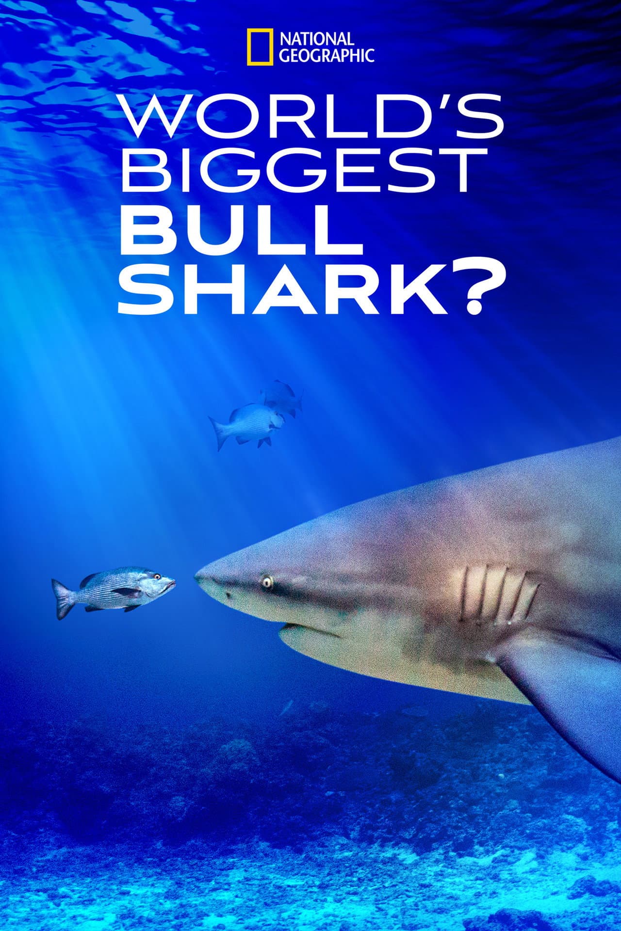 World's Biggest Bull Shark? preview 2