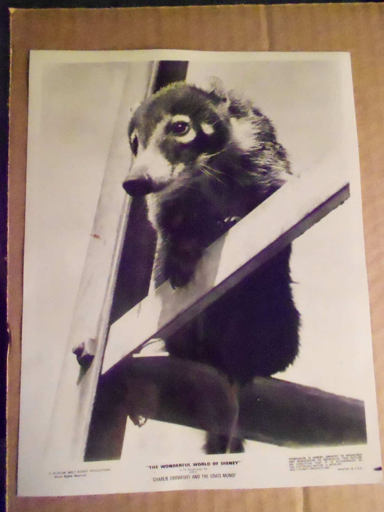 Charlie Crowfoot and the Coati Mundi preview 1