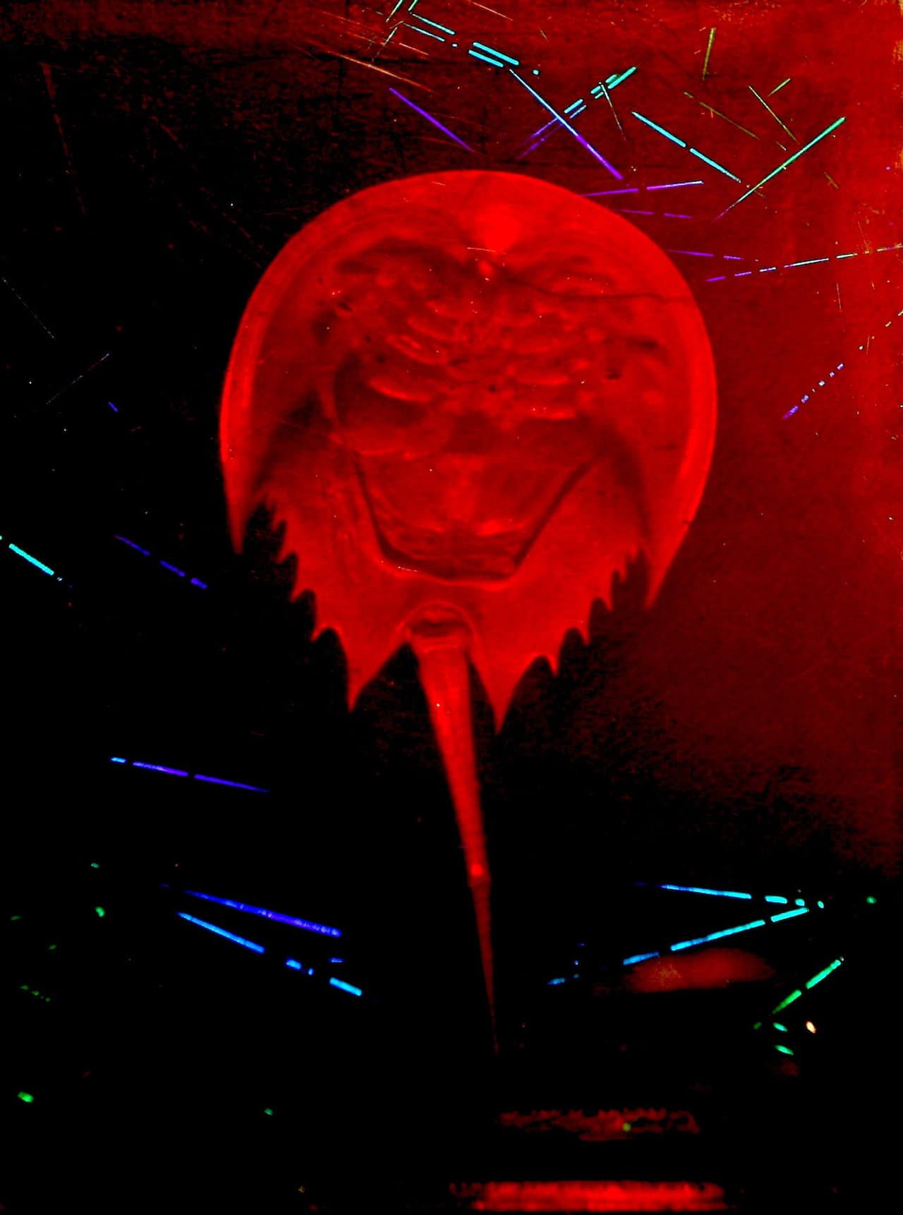 A Horseshoe Crab Story preview 1