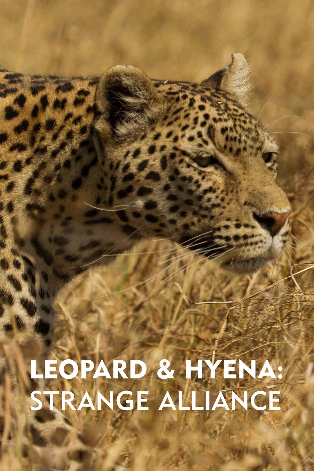 Leopard & Hyena: Strange Alliance preview 2