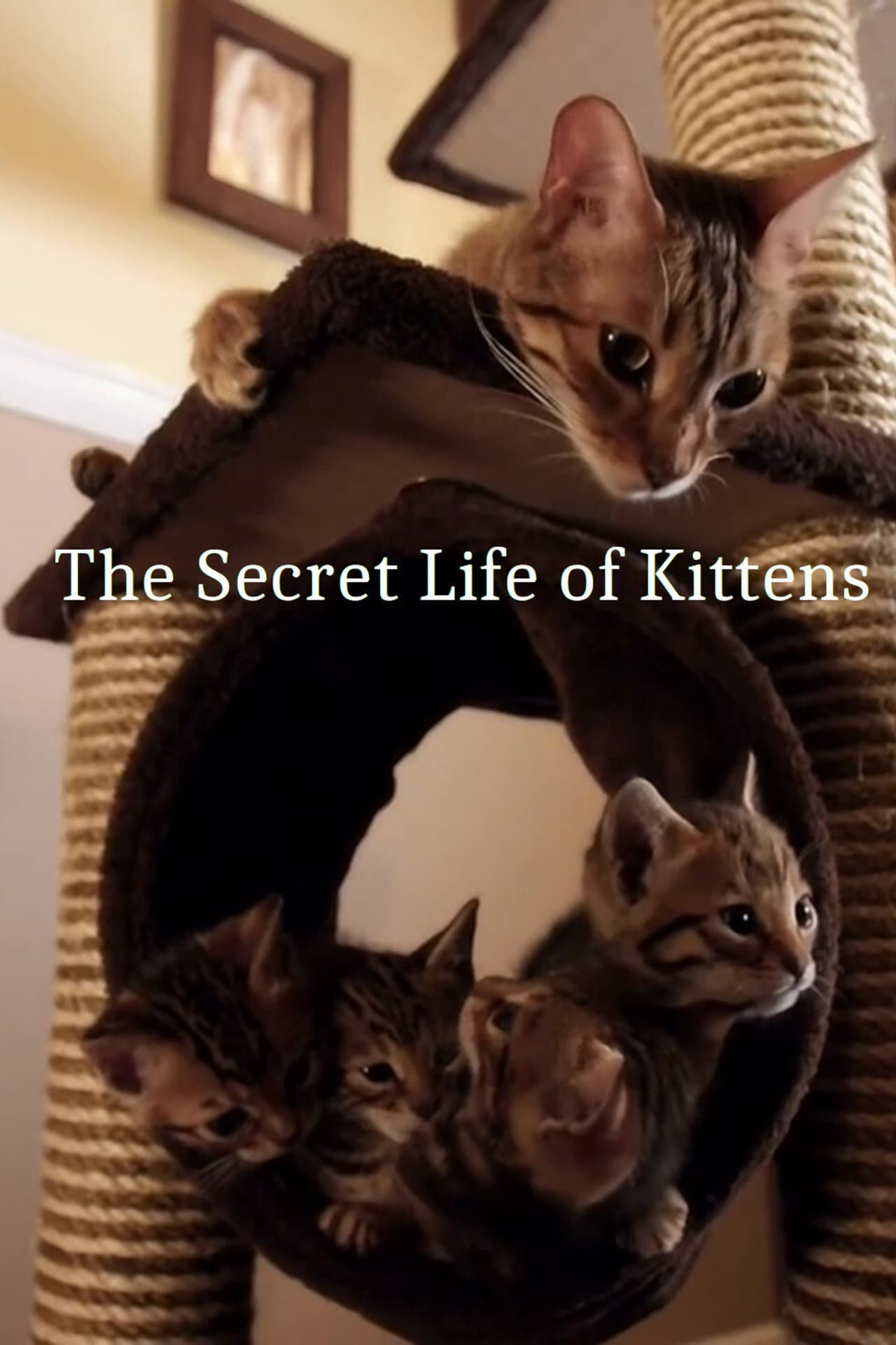 The Secret Life of Kittens preview 2