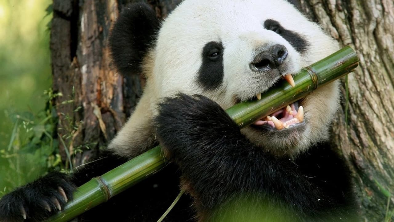 Pandamonium