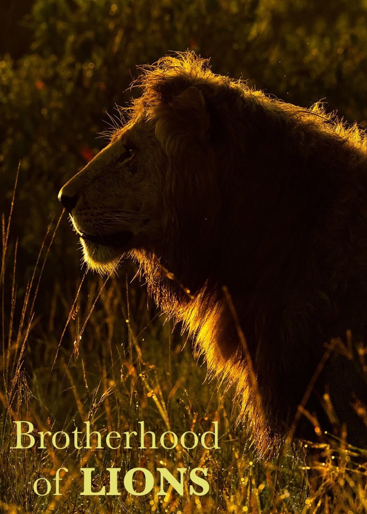 Brotherhood of Lions preview 2