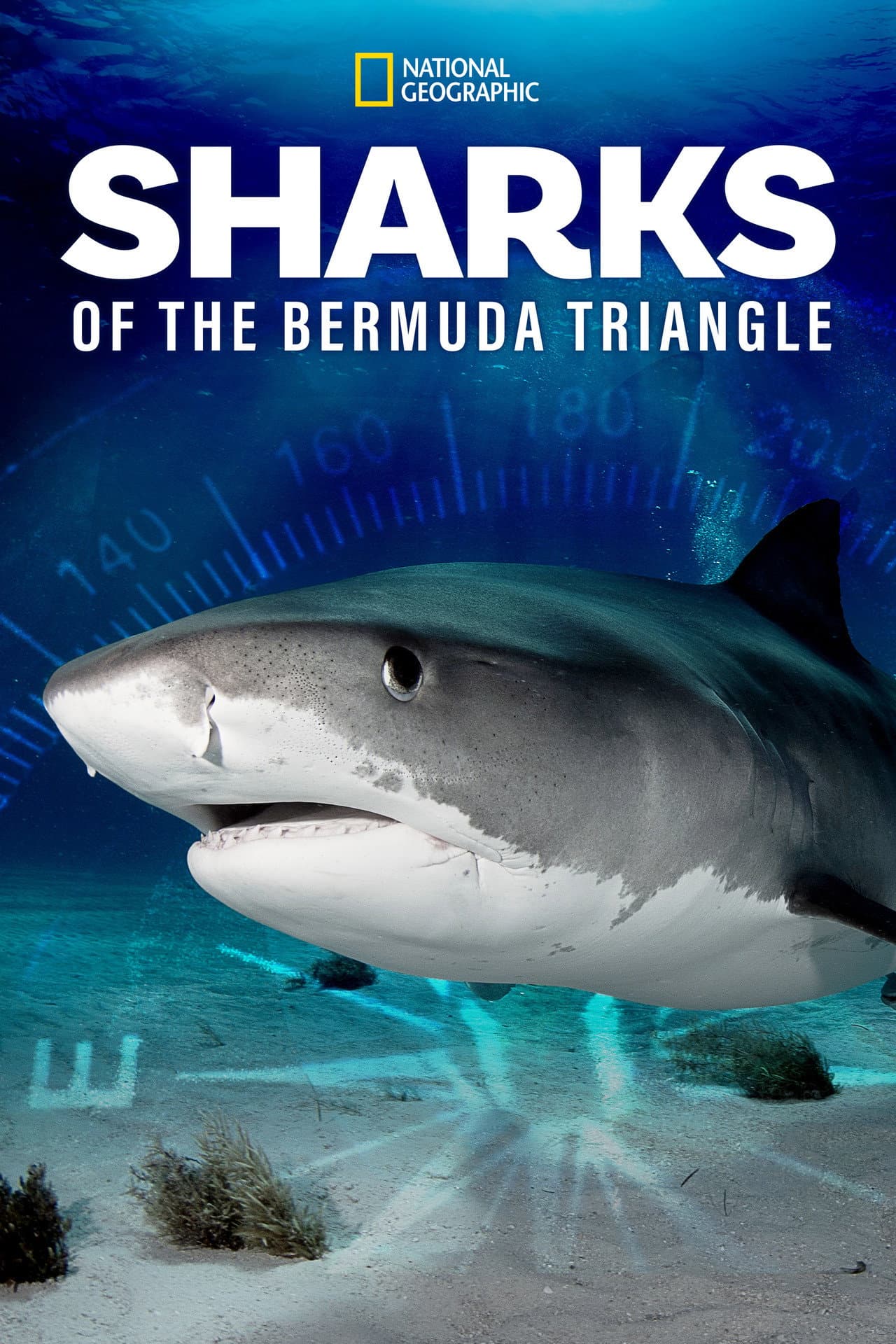 Sharks of the Bermuda Triangle preview 2