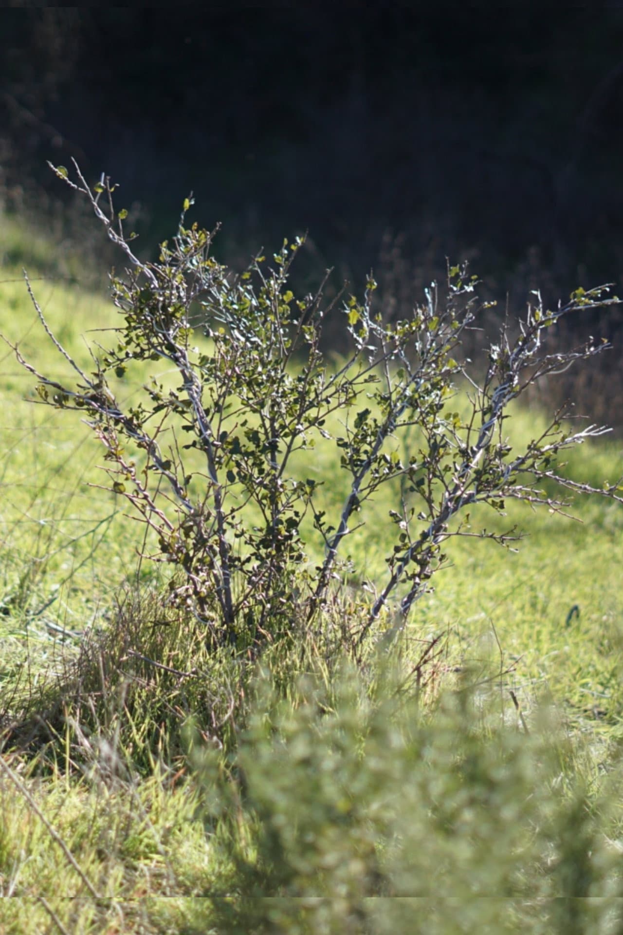 Shrub Oak preview 1
