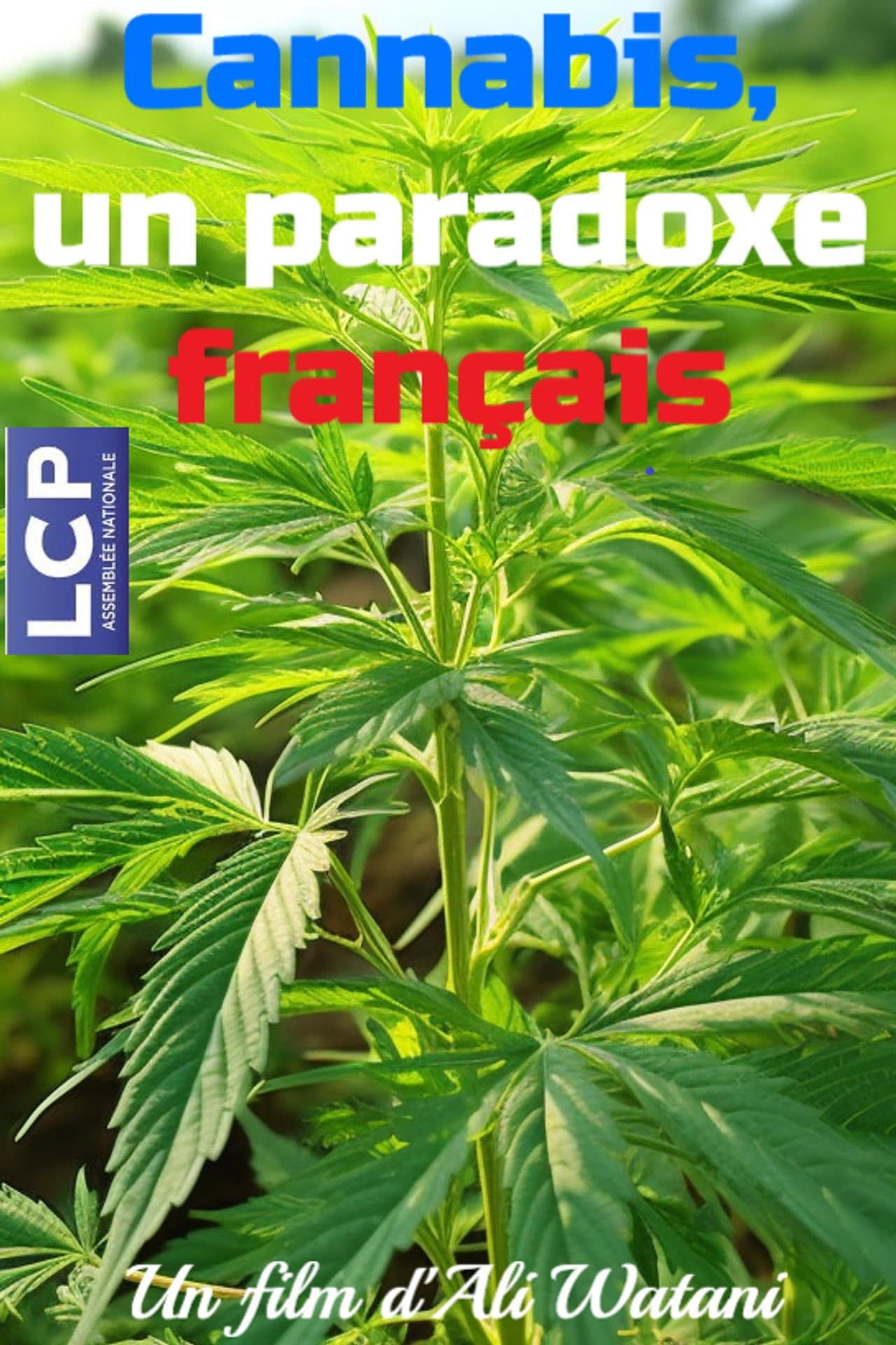 Cannabis, un paradoxe français preview 2