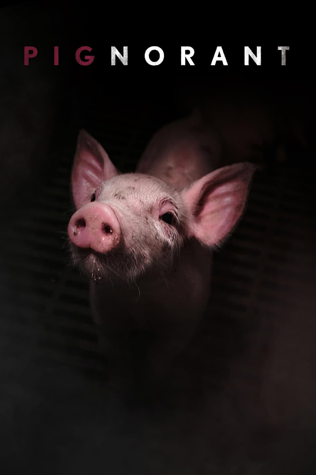Pignorant preview 2