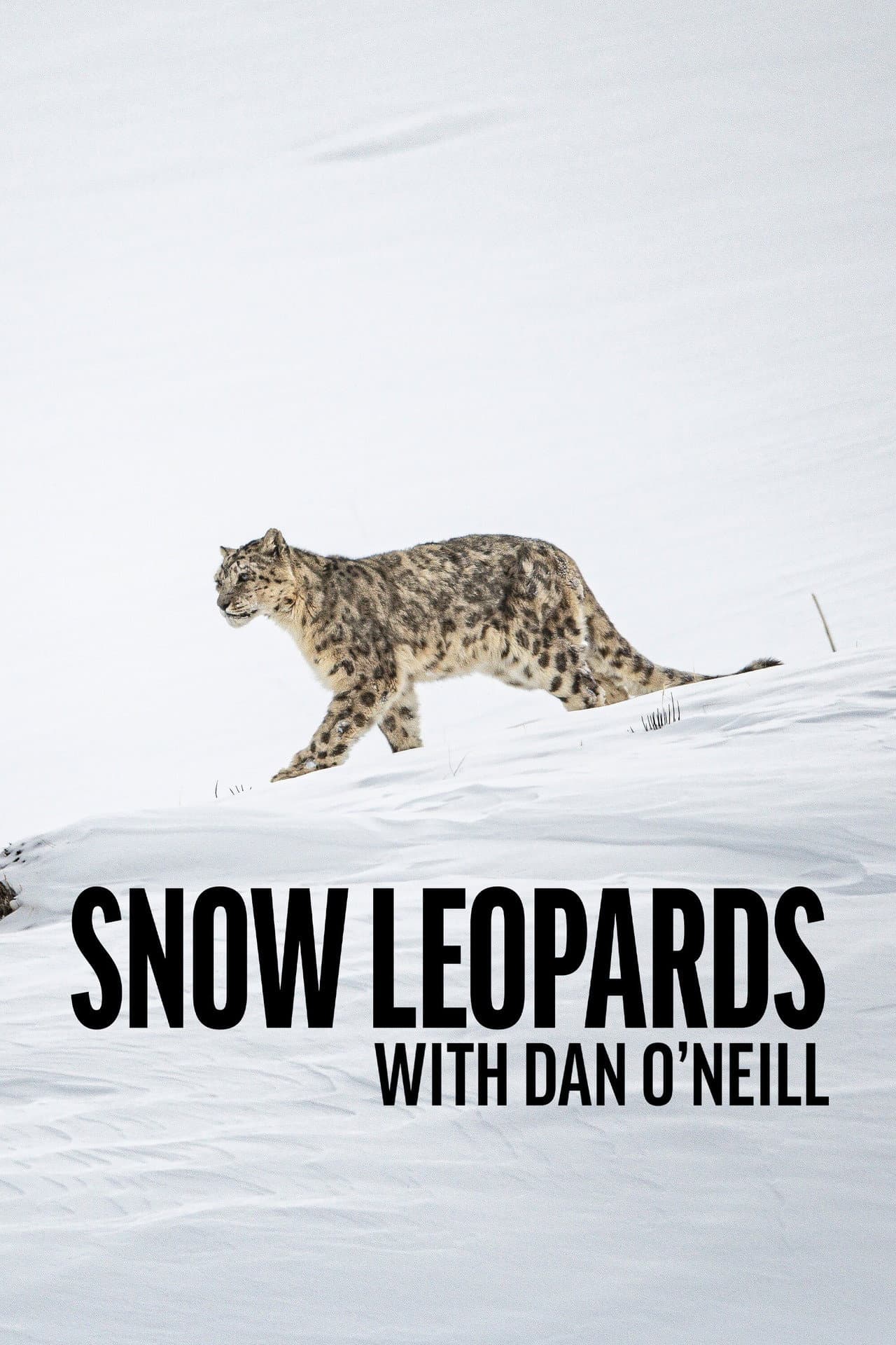 Snow Leopards with Dan O'Neill preview 2
