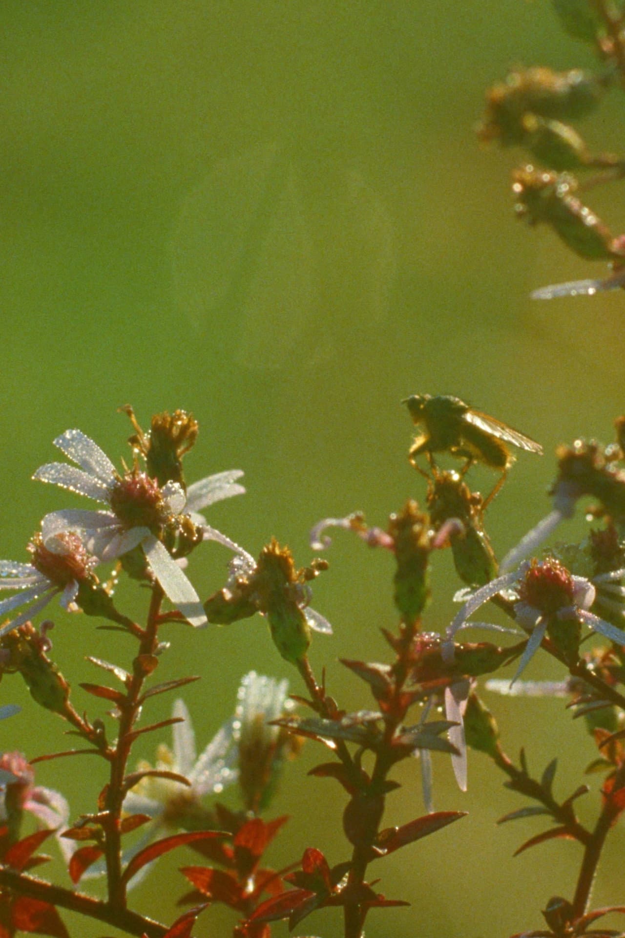 A Flower preview 2