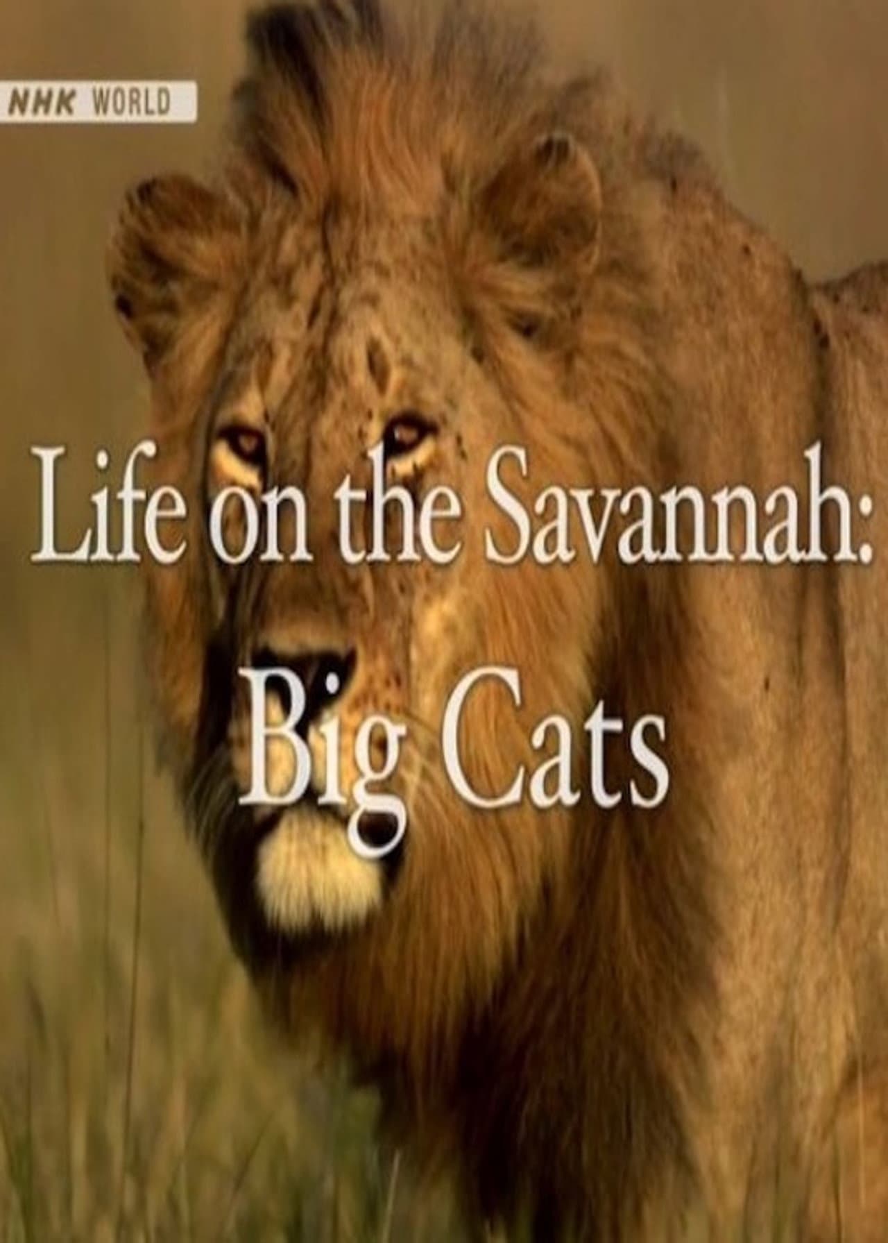 Life on the Savannah: Big Cats preview 1