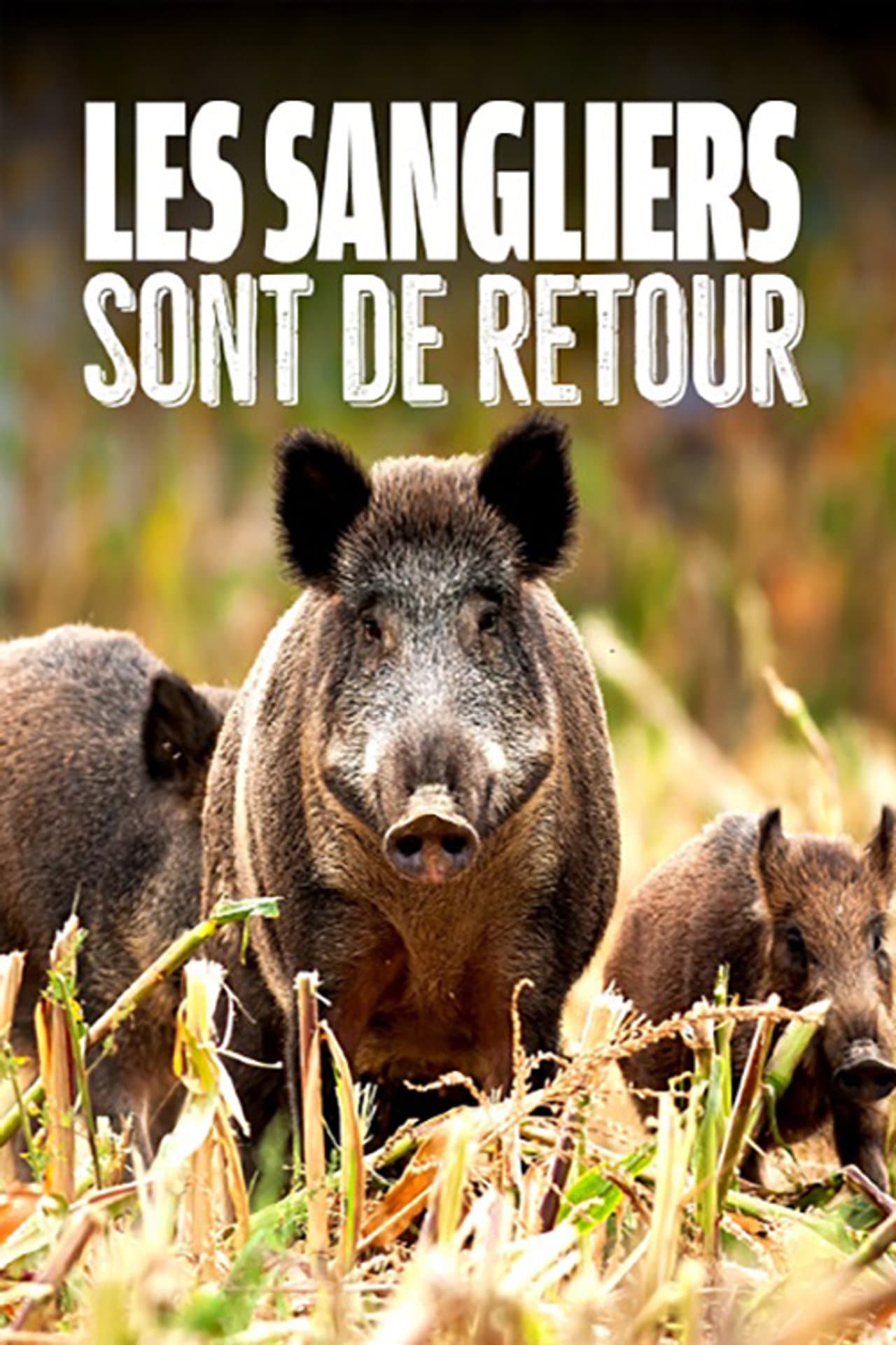 Wild Boar: The Comeback preview 2