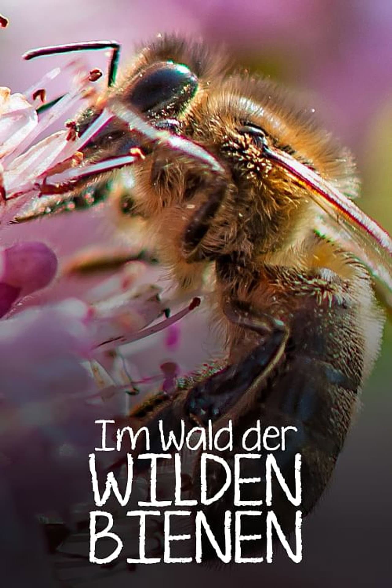 Im Wald der wilden Bienen preview 2