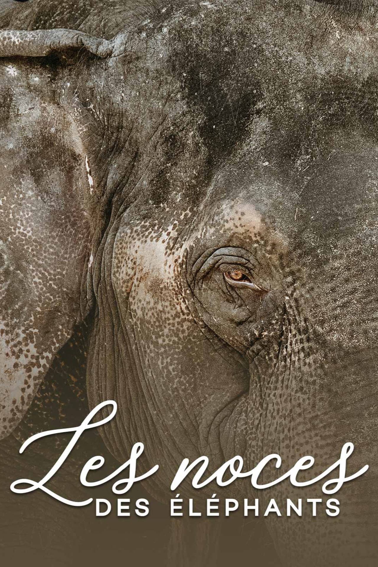 The wedding of the elephants preview 2