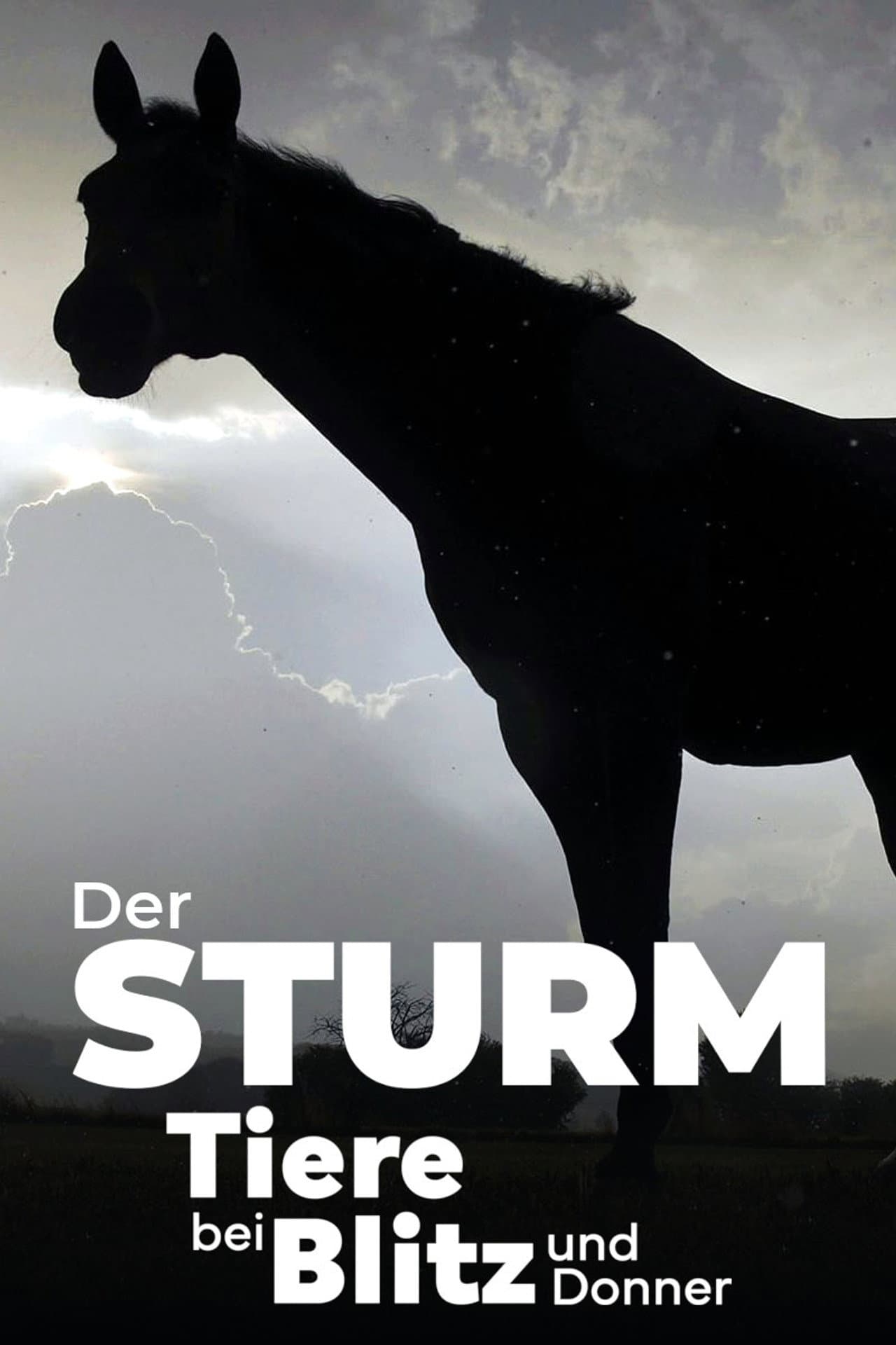 Der Sturm - Tiere bei Blitz und Donner preview 2