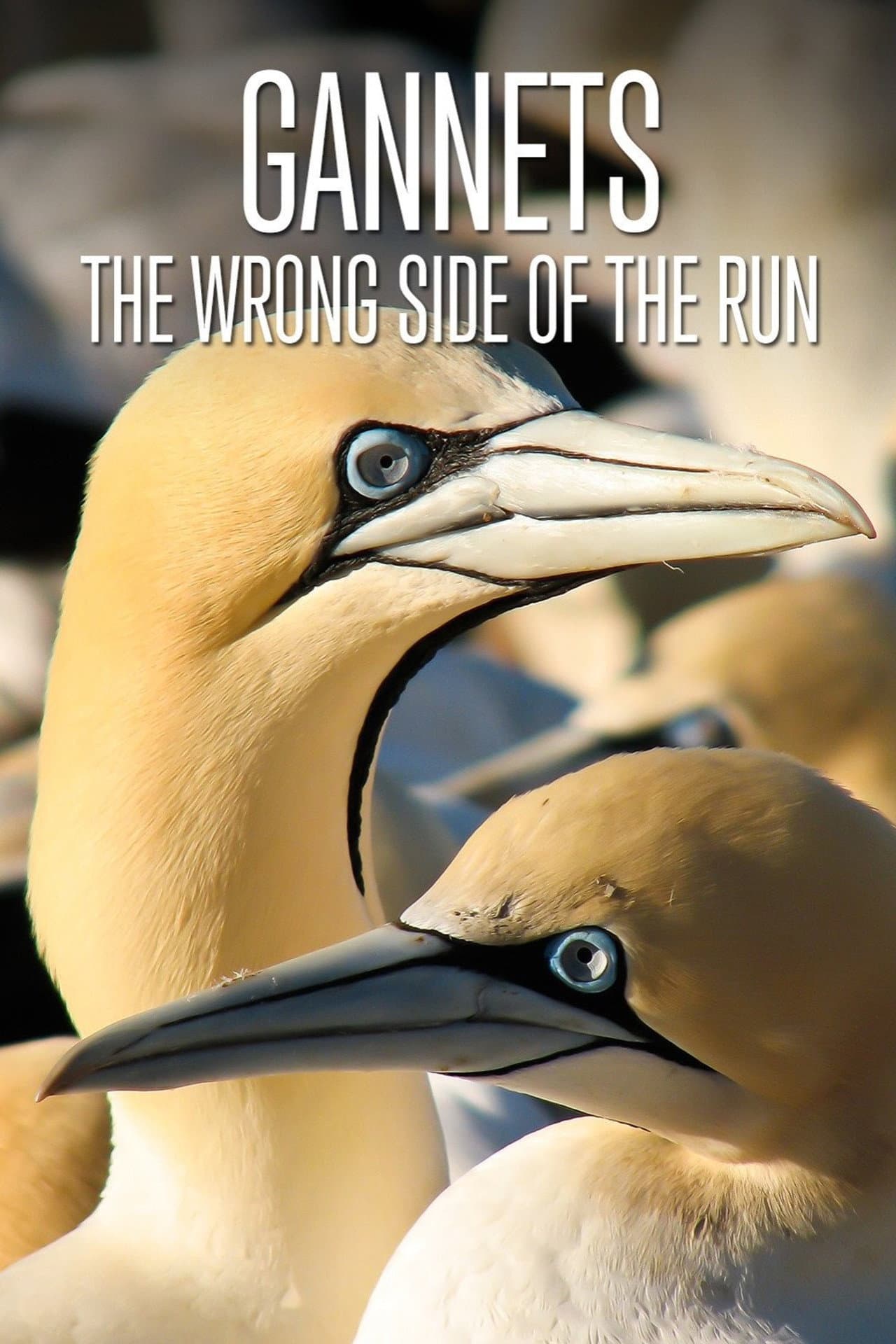 Gannets: The Wrong Side of the Run preview 2