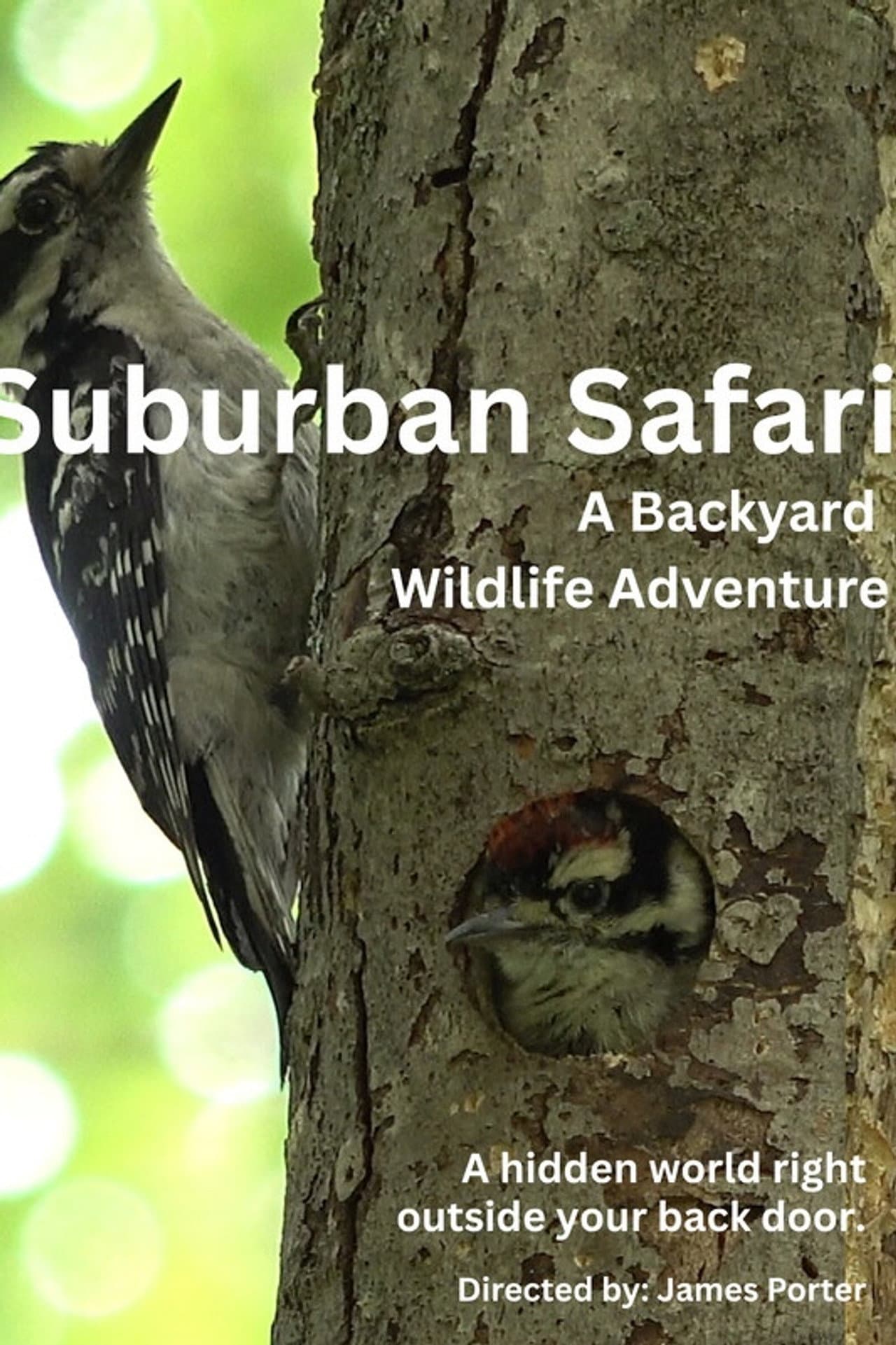Suburban Safari: A Backyard Wildlife Adventure preview 1