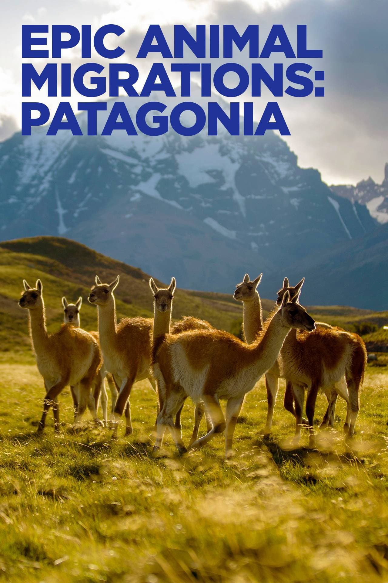 Epic Animal Migrations: Patagonia preview 2