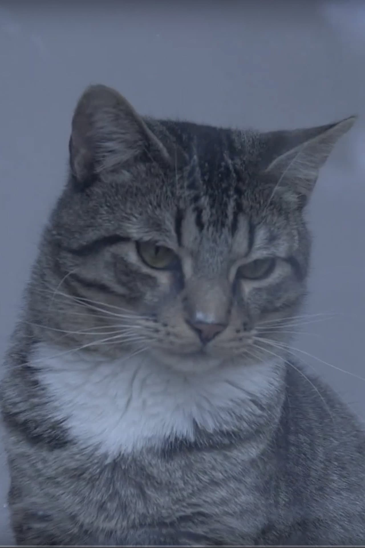 A Day at the Cat Cafe preview 2